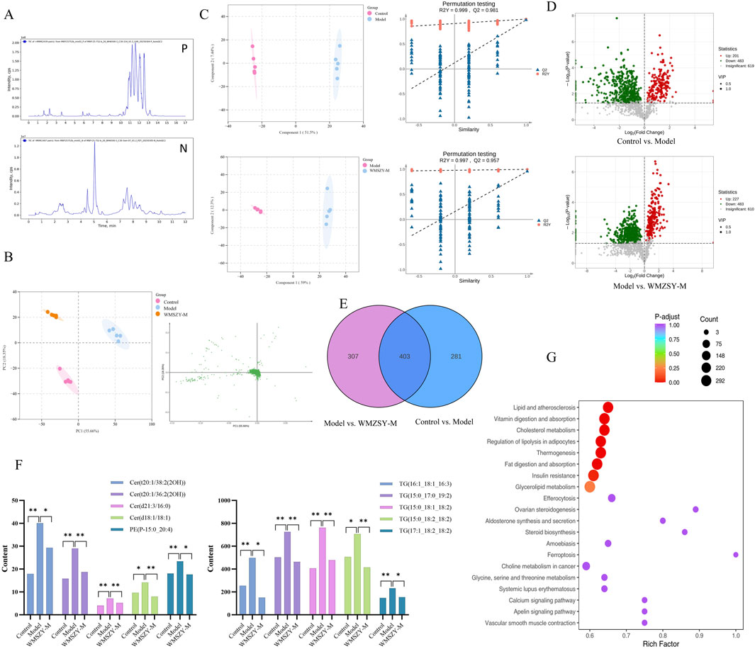 Composite image showing multiple scientific data visualizations: A) Chromatograms comparing two samples. B) PCA plots differentiating control, model, and WMZSY-M groups. C) OPLS-DA score plots and permutation testing results. D) Volcano plots of Control vs. Model and Model vs. WMZSY-M. E) Venn diagram highlighting shared and unique features between comparisons. F) Bar graphs displaying compound counts across different groups with statistical significance indicated. G) Bubble plot illustrating pathway enrichment analysis with color indicating p-adjust values and size representing count.