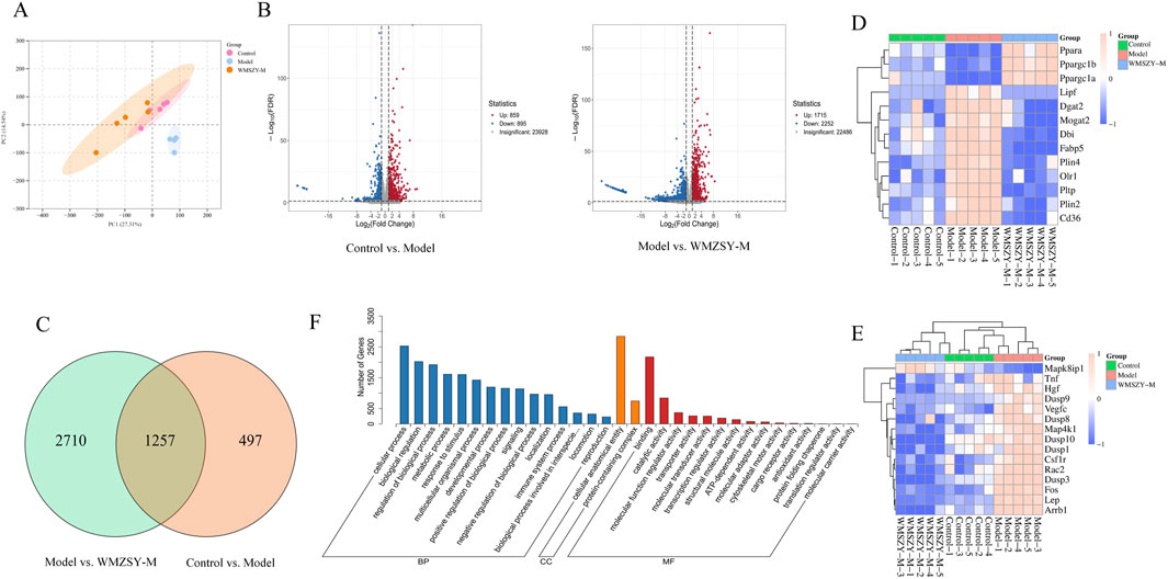Six-panel figure comparing gene expression data. Panel A: PCA plot with three groups (Control, Model, WMSZY-M). Panel B: Two volcano plots showing differential expression between Control vs. Model and Model vs. WMSZY-M. Panel C: Venn diagram of differentially expressed genes between comparisons. Panel D: Heatmap of gene expression for Ppara and others. Panel E: Heatmap for Mapk8ip1 and others. Panel F: Bar chart of gene ontology categories, divided into Biological Process (BP), Cellular Component (CC), and Molecular Function (MF).