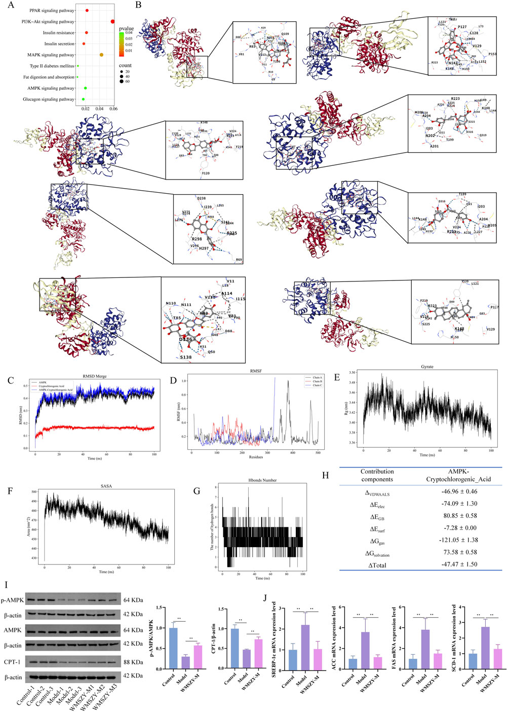 Scientific illustration featuring multiple panels. Panel A: Dot plot of signaling pathways with p-value and count. Panel B: Protein structure visualizations with detailed close-ups of molecular interactions. Panel C: RMSD graph, panel D: RMSF graph, panel E: Gyration graph, panel F: SASA graph, panel G: H-bond number graph, and panel H: Energetic contributions table for AMPK-Cryptochlorogenic Acid interaction. Panel I: Western blot images with bar graphs showing expression levels of different proteins across conditions. Panel J: Bar graphs depicting mRNA expression levels of various genes, labeled control, model, and WBPH.