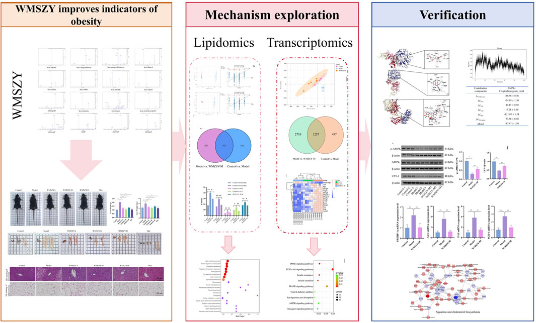 The image is a triptych depicting a study on WMSZY's effects on obesity. The first panel shows graphs and mouse model photos indicating improved obesity indicators with WMSZY treatment. The middle panel explores mechanisms through lipidomics and transcriptomics, using charts and Venn diagrams to illustrate changes. The final panel verifies results with molecular graphics, Western blotting results, and bar graphs demonstrating WMSZY's impact at the molecular level.