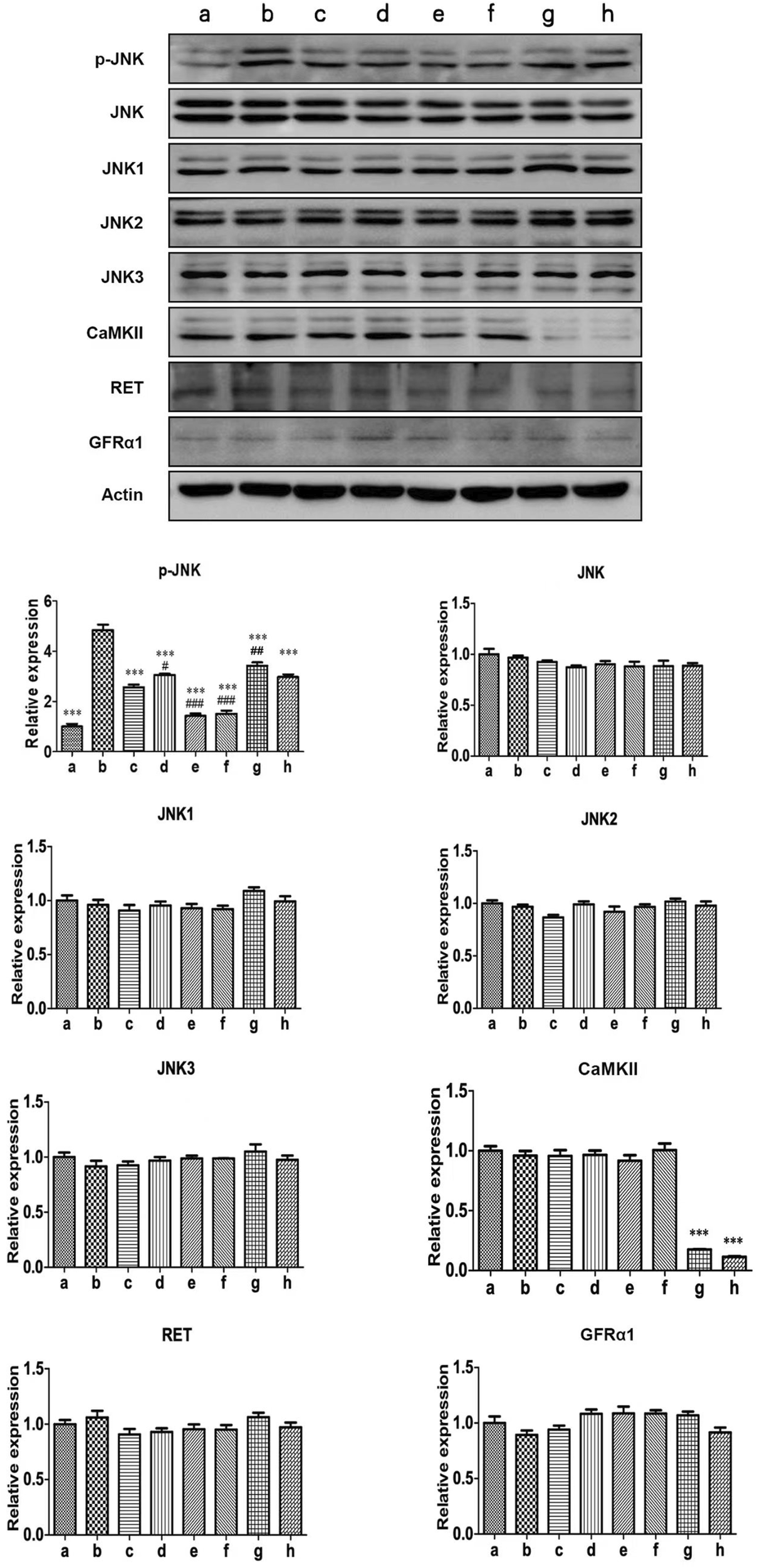 Western blot and bar graph analysis of protein expression levels. Top section shows protein bands for p-JNK, JNK, JNK1, JNK2, JNK3, CaMKII, RET, GFRα1, and Actin across conditions labeled a to h. Below, bar graphs represent relative expression levels of these proteins, indicating significant variations, particularly in p-JNK and CaMKII, marked with asterisks.
