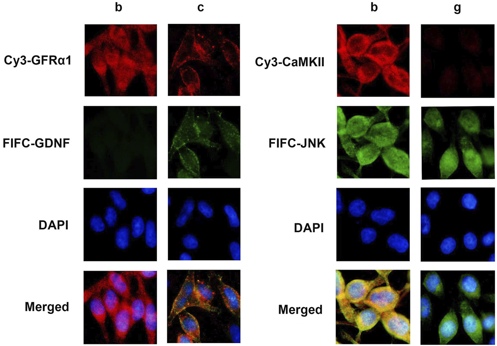 Fluorescence microscopy images showing two experiments. The first column has Cy3-GFRα1 in red, FIFC-GDNF faintly green, DAPI in blue, and a merged overlay. The second column shows Cy3-CaMKII in red, FIFC-JNK in green, DAPI in blue, and a merged image. Each set highlights different protein expressions in cells.