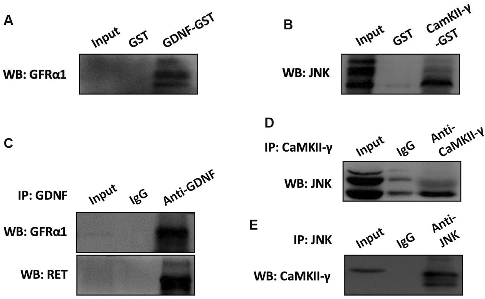 Immunoblot analysis images labeled A to E. Panel A: Western blot showing GFRα1 with inputs GST and GDNF-GST. Panel B: JNK with inputs GST and CaMKII-γ-GST. Panel C: GDNF immunoprecipitation; blots for GFRα1 and RET with inputs IgG and Anti-GDNF. Panel D: CaMKII-γ immunoprecipitation; blots for JNK with inputs IgG and Anti-CaMKII-γ. Panel E: JNK immunoprecipitation; blots for CaMKII-γ with inputs IgG and Anti-JNK.