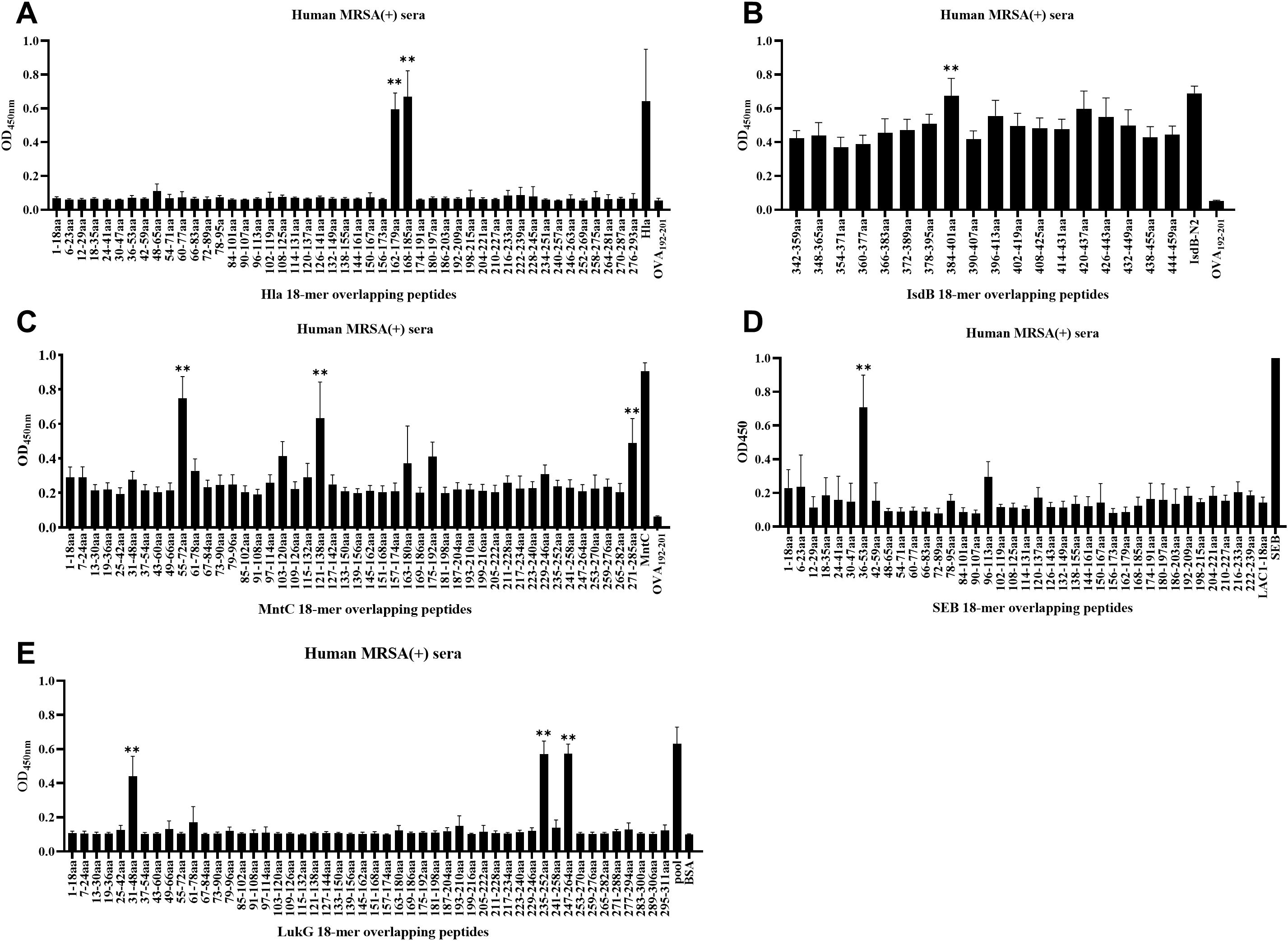 Five bar graphs labeled A to E depict immune responses in Human MRSA(+) sera to different 18-mer overlapping peptide sequences. Each graph shows the optical density (OD) values, indicating binding levels. Significant peaks with double asterisks highlight strong responses at specific peptide positions across the graphs. Panel A evaluates Hla peptides, B examines IsdB peptides, C illustrates MntC peptides, D assesses SEB peptides, and E considers LukG peptides. The data suggest varying immune recognition patterns depending on the peptide sequence tested.