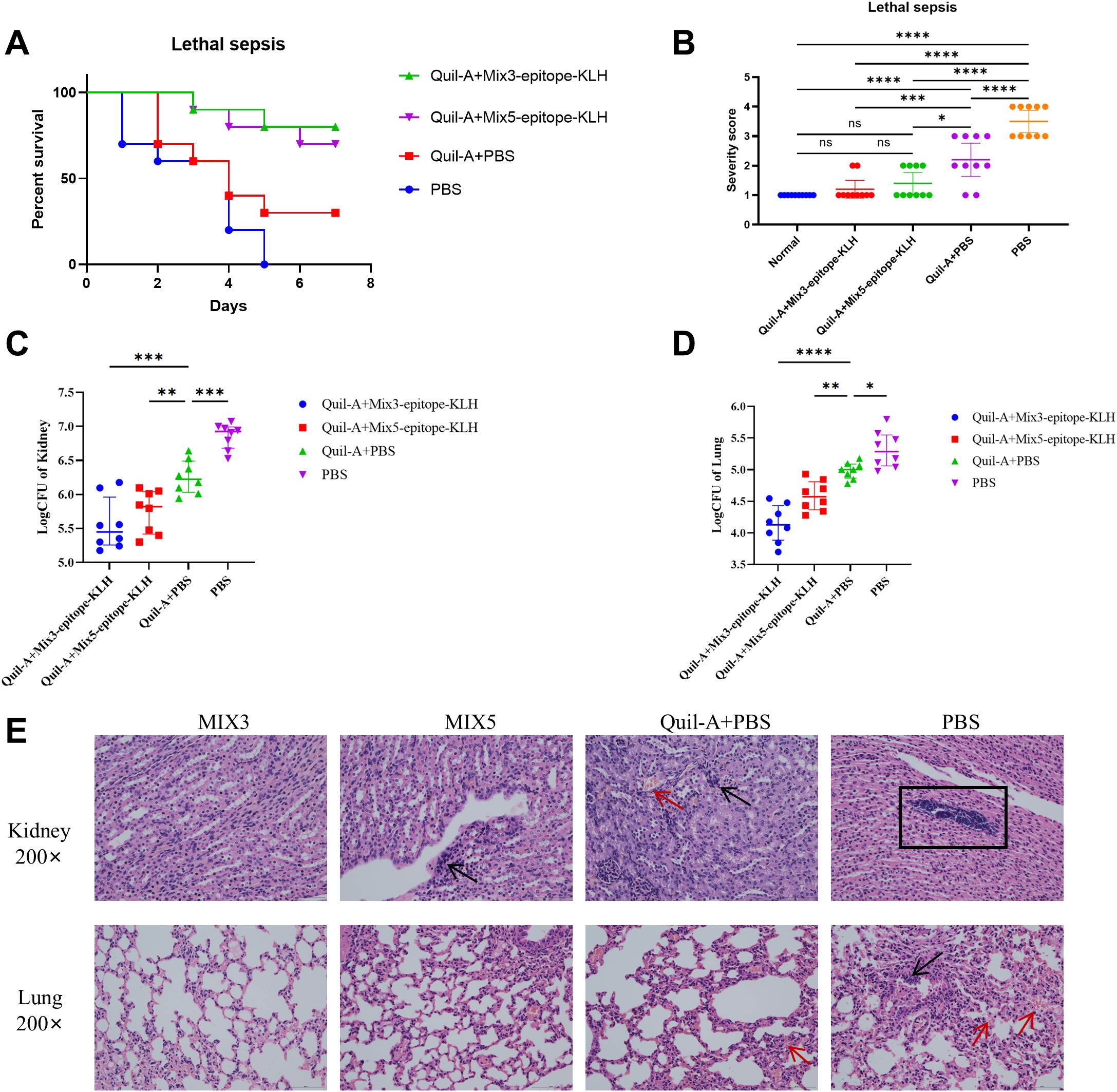 Kaplan-Meier curves in panel A show survival rates for four sepsis treatment groups over eight days. Panel B displays severity scores for the same groups. Panels C and D show bacterial counts in kidney and lung tissues, respectively, with statistical significance indicated. Panel E contains histological images of kidney and lung tissues from different treatment groups at 200x magnification, highlighting tissue differences.