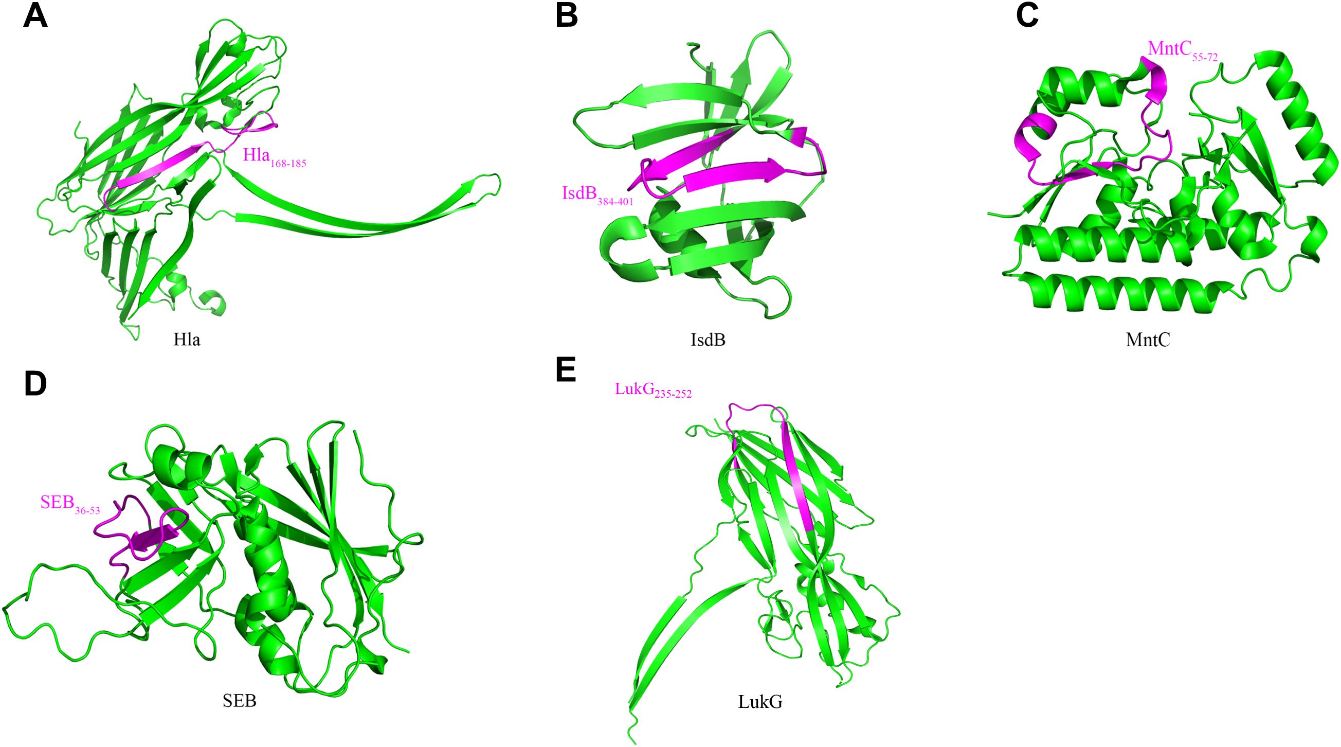 Five structural diagrams of proteins labeled A to E. Each diagram shows a protein structure with green elements and highlighted magenta segments. The proteins are labeled as Hla (A), IsdB (B), MntC (C), SEB (D), and LukG (E), with magenta segments indicating specific regions within the sequences.