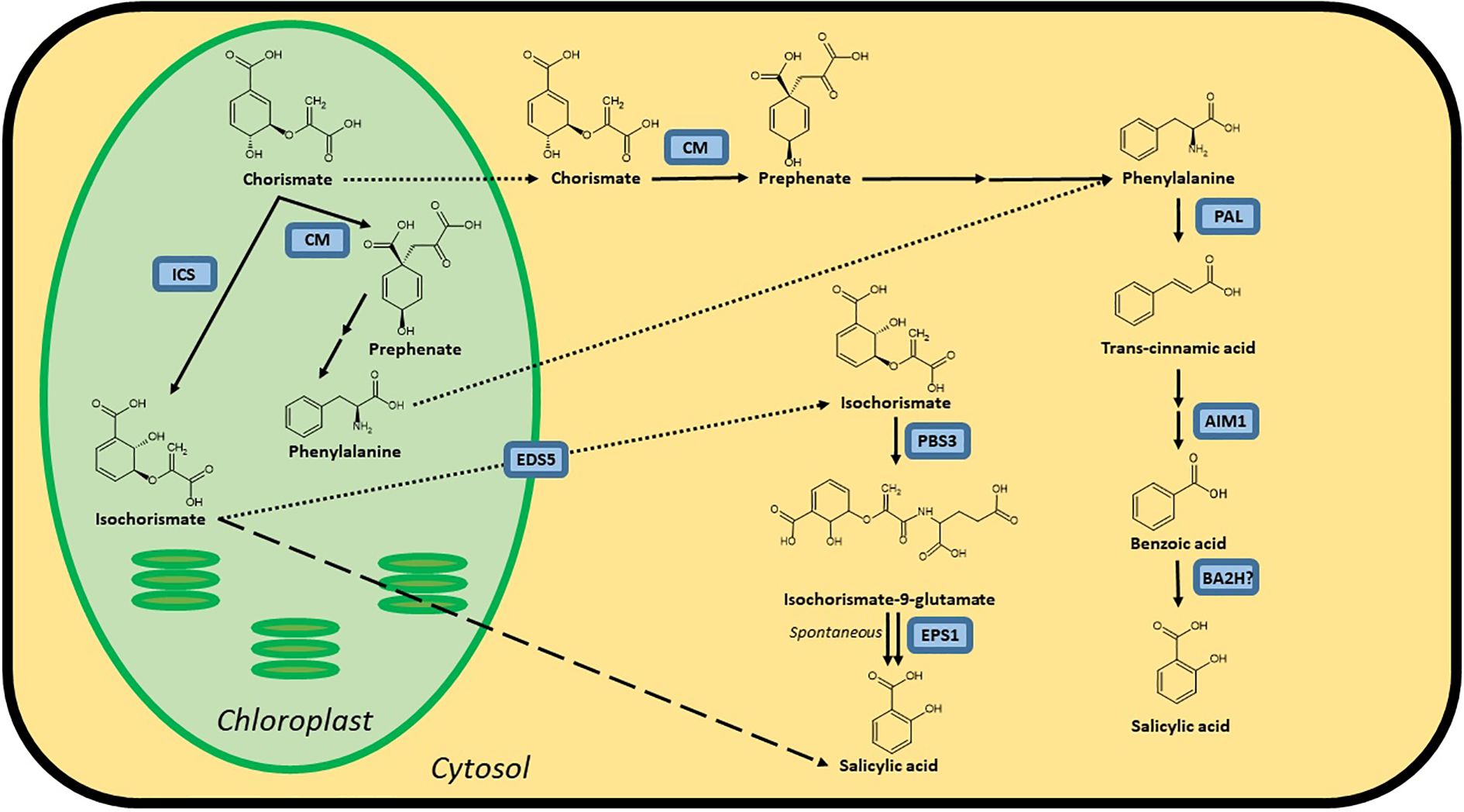 Diagram illustrating the biosynthesis pathways of salicylic acid in plants. It shows the conversion of chorismate in the chloroplast through isochorismate and phenylalanine to produce salicylic acid in the cytosol, highlighting enzymes ICS, CM, PBS3, EPS1, PAL, AIM1, and BA2H and the transporter EDS5.