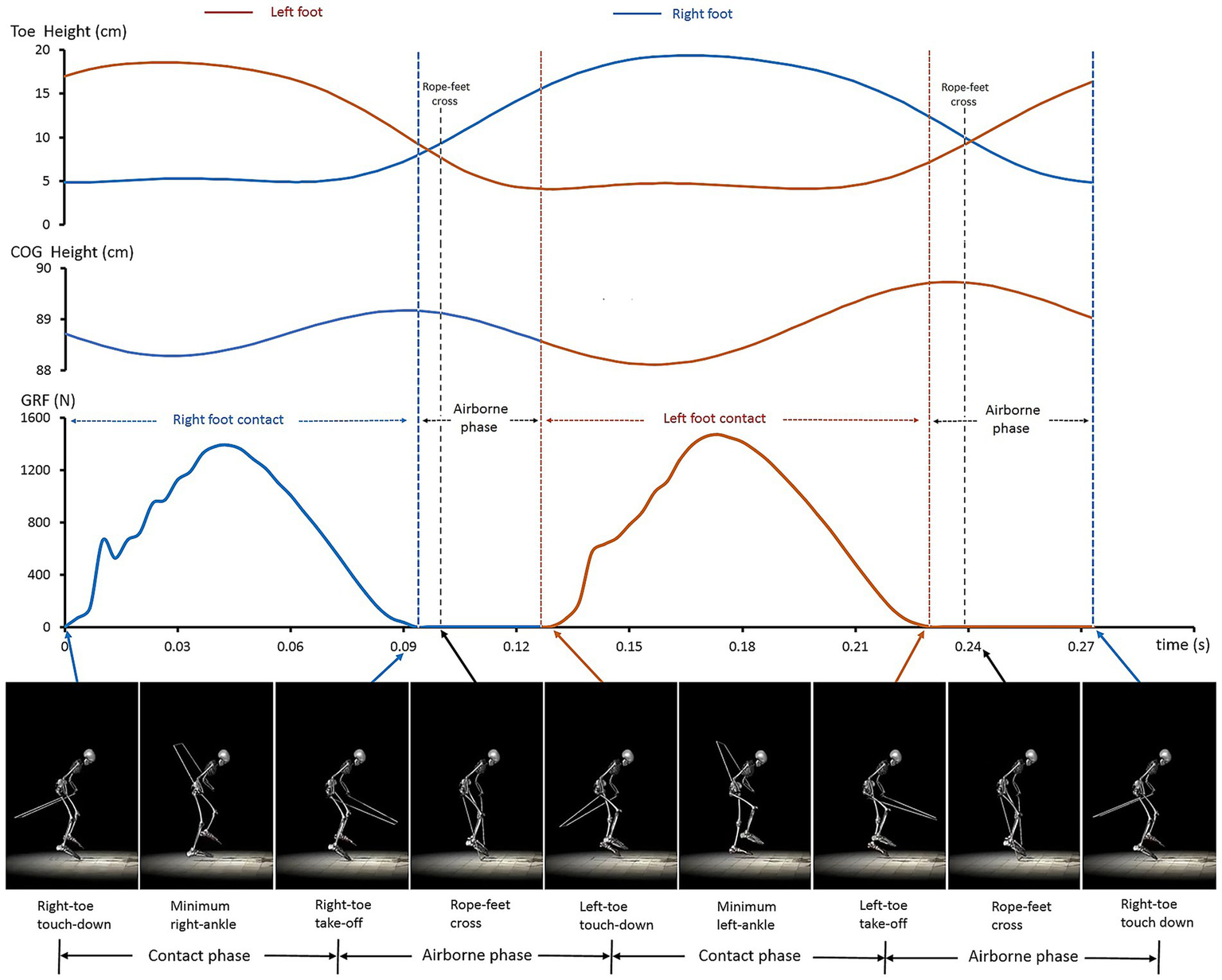 Graphs and diagrams displaying the biomechanics of a jump rope exercise. Three graphs show toe height, COG height, and GRF over time for left and right feet, marked with key points like rope-feet cross and foot contacts. Six images below illustrate phases of the jump with skeletal figures, highlighting right and left toe touch-down, take-off, and airborne phases.
