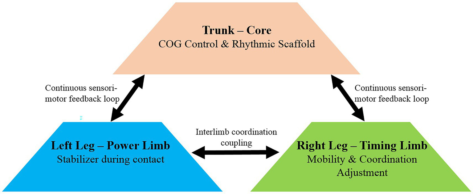 Diagram illustrating the interaction between the trunk and limbs in movement. A central trapezoid labeled "Trunk – Core, COG Control & Rhythmic Scaffold" connects via arrows to two trapezoids below. Left is "Left Leg – Power Limb, Stabilizer during contact" and right is "Right Leg – Timing Limb, Mobility & Coordination Adjustment." Arrows indicate continuous sensorimotor feedback loops and interlimb coordination coupling between legs.
