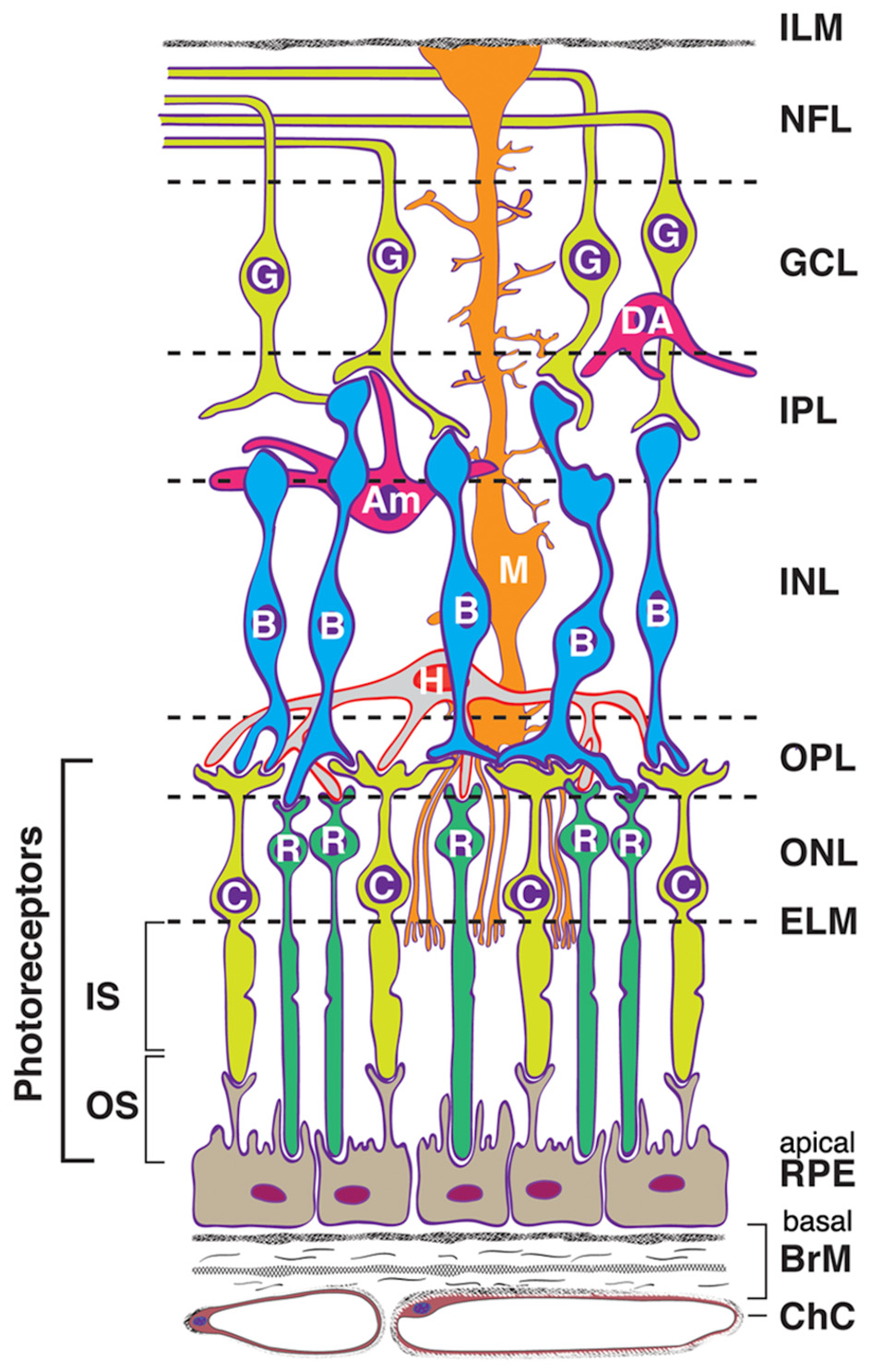 Cross-sectional diagram of the human retina showing various cell types and layers. Photoreceptors at the bottom include rods and cones, labeled R and C. Layers such as OPL, INL, and GCL contain different neurons like bipolar cells (B), amacrine cells (Am), and ganglion cells (G). Müller cells (M) span the retina’s thickness. Labels indicate layers: ILM, NFL, GCL, IPL, INL, OPL, ONL, ELM, IS, OS, RPE, BrM, and ChC.