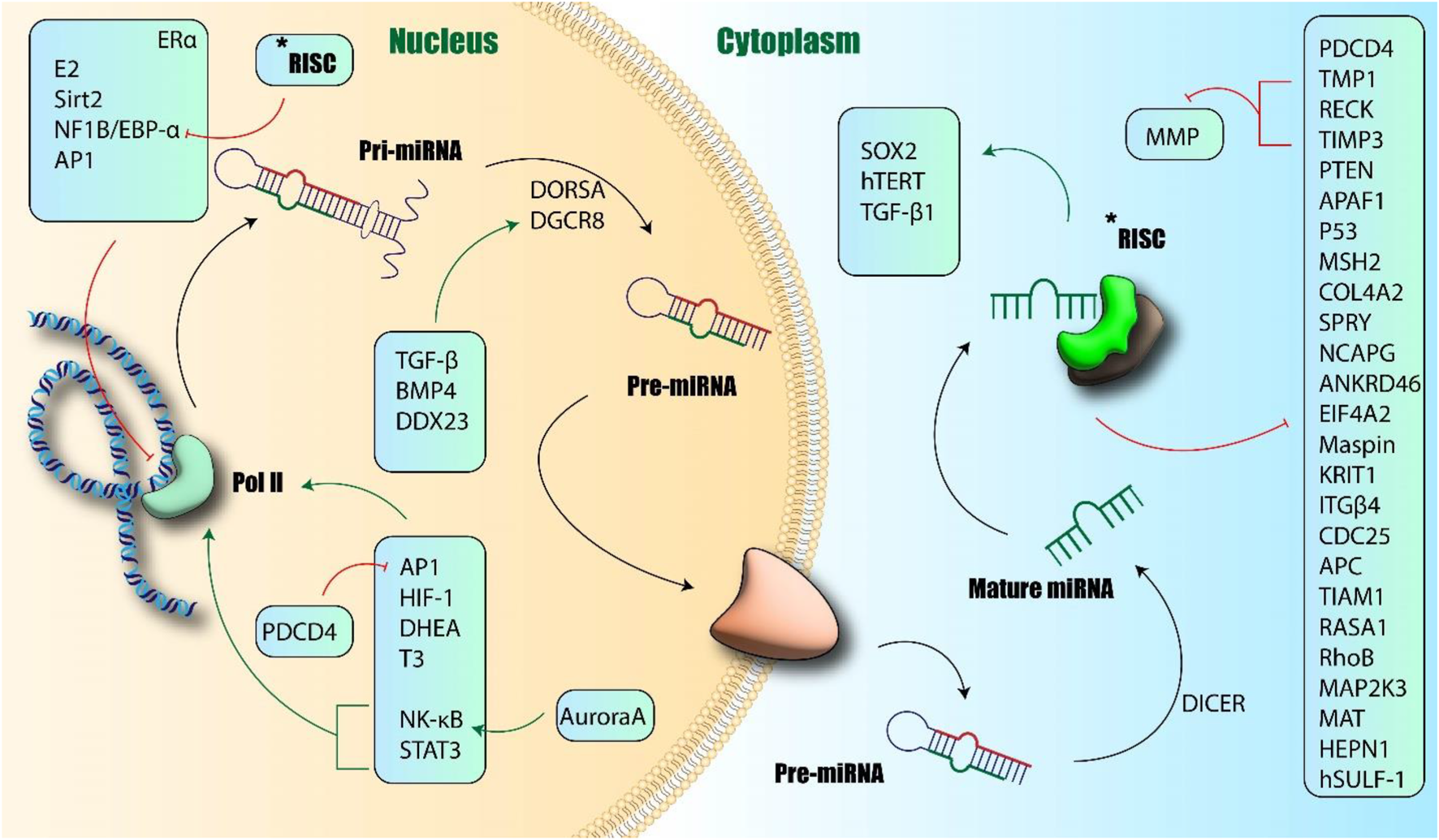 Diagram illustrating miRNA biogenesis and regulation in the nucleus and cytoplasm. In the nucleus, Pri-miRNA is processed by Pol II and factors like DORSHA and DGCR8 into Pre-miRNA, which moves to the cytoplasm. There, DICER processes it into Mature miRNA, which joins the RISC complex, influencing targets like PDCD4 and others. Regulatory elements are labeled, depicting interactions and pathways with arrows.