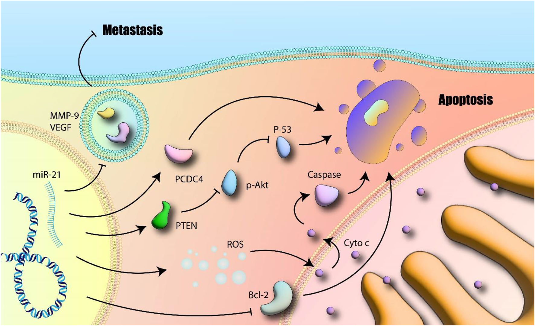 Diagram illustrating cellular processes involving metastasis and apoptosis. Arrows show interactions between molecules like miR-21, PCDC4, PTEN, and Bcl-2. MMP-9 and VEGF relate to metastasis, while p-Akt, P-53, Caspase, Cyto c, and ROS influence apoptosis. Cell membranes and mitochondria are depicted.