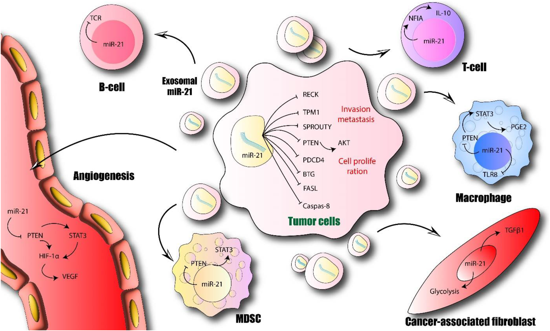 Diagram illustrating the role of exosomal miR-21 in tumor progression. Arrows indicate interactions between miR-21 in B-cells, T-cells, macrophages, MDSC, cancer-associated fibroblasts, and endothelial cells, affecting processes like angiogenesis, invasion, and cell proliferation via pathways involving PTEN, STAT3, AKT, and others. Key terms include VEGF, RECK, and TGFβ1.