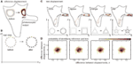www.frontiersin.org