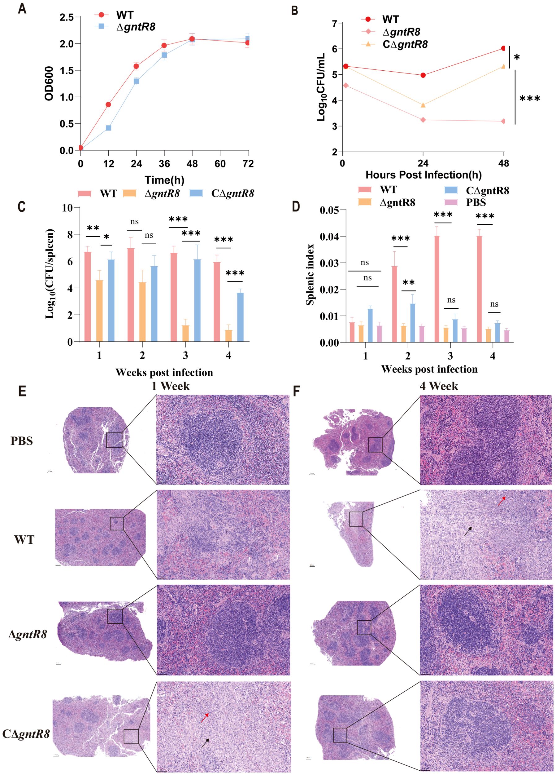 Charts and histological images show the effects of infection. Panel A shows growth curves of WT and ΔgntR8 over 72 hours. Panel B depicts bacterial load at different times post-infection. Panel C and D plot bacterial count in spleen and splenic index across four weeks, respectively. Panels E and F display spleen histology at one and four weeks post-infection, comparing PBS, WT, ΔgntR8, and CΔgntR8 groups. Statistical significance is indicated with asterisks, with “*”, “**”, “***” marking levels of significance and “ns” denoting non-significance.