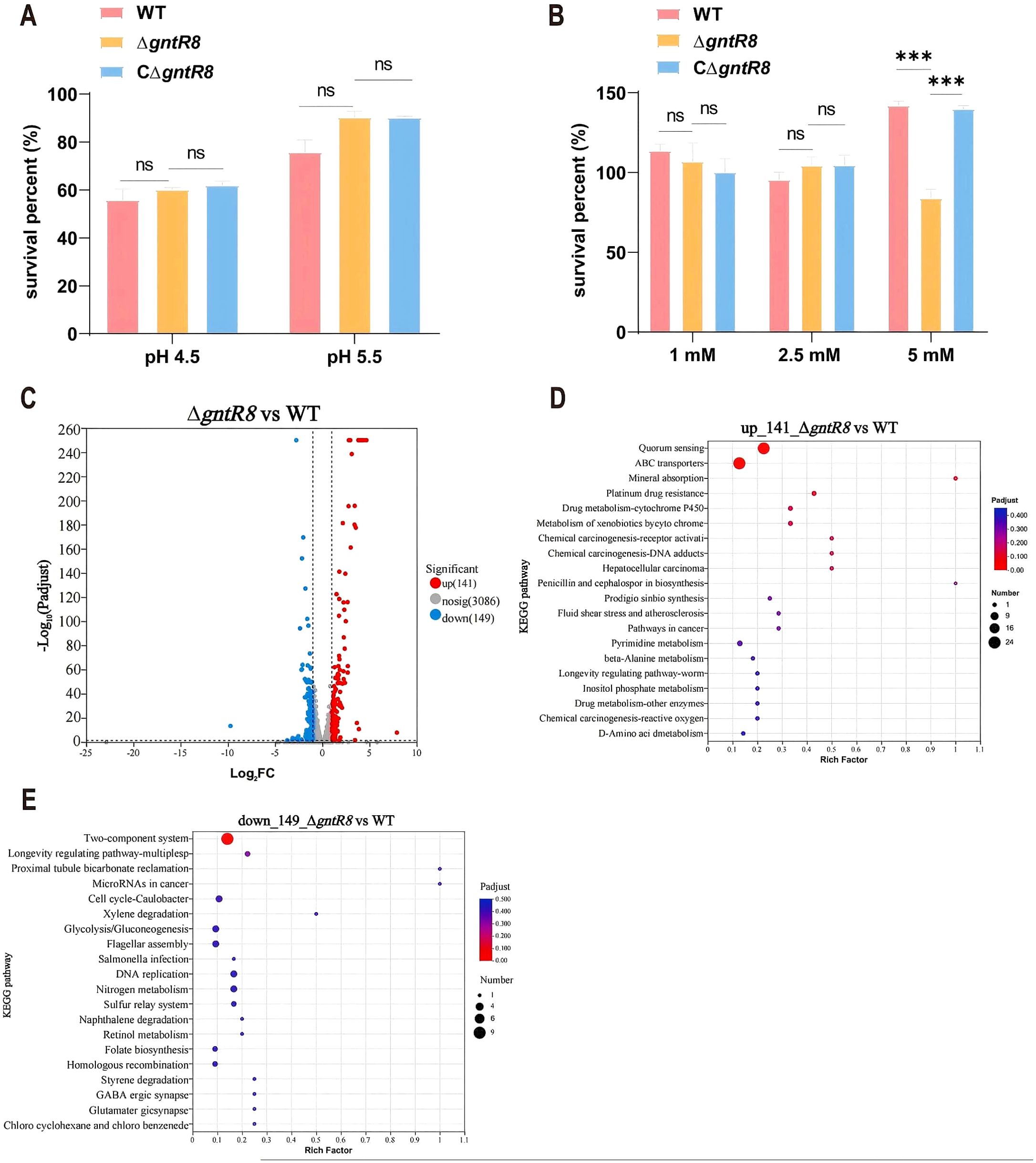 Bar graphs and dot plots analyzing survival and gene expression. (A) and (B) Bar graphs show survival percentages of WT, ΔgntR8, and CΔgntR8 strains at different pH levels and malic acid concentrations, with notable statistical significance marked in (B). (C) Volcanic plot highlights gene expression changes in ΔgntR8 vs WT, indicating significant up- and downregulation. (D) and (E) Dot plots represent KEGG pathway enrichment for upregulated and downregulated genes in ΔgntR8 compared to WT, displaying the rich factor and p-adjusted values.