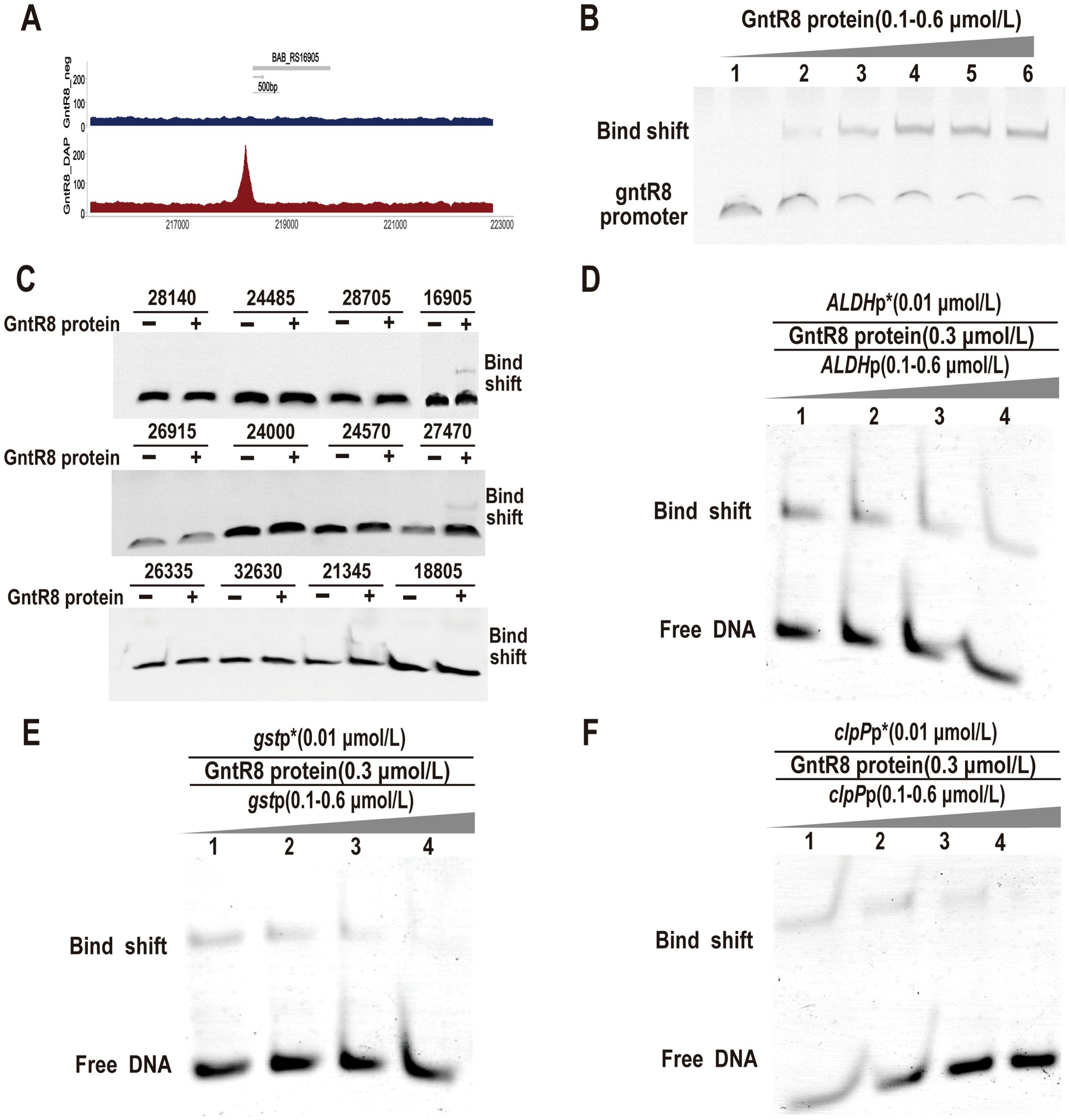 A series of scientific panels demonstrate the interaction between GntR8 protein and DNA. Panel A shows a genome browser view with ChIP-seq data highlighting GntR8 binding peaks. Panel B displays a gel shift assay indicating GntR8 binding to its promoter with varying concentrations showing different binding shifts. Panel C presents gel assays with different DNA sequences, demonstrating shifts with and without GntR8 protein. Panels D, E, and F show EMSA results of GntR8 protein interactions with different DNA fragments, exhibiting binding shifts and free DNA bands under various conditions and concentrations.