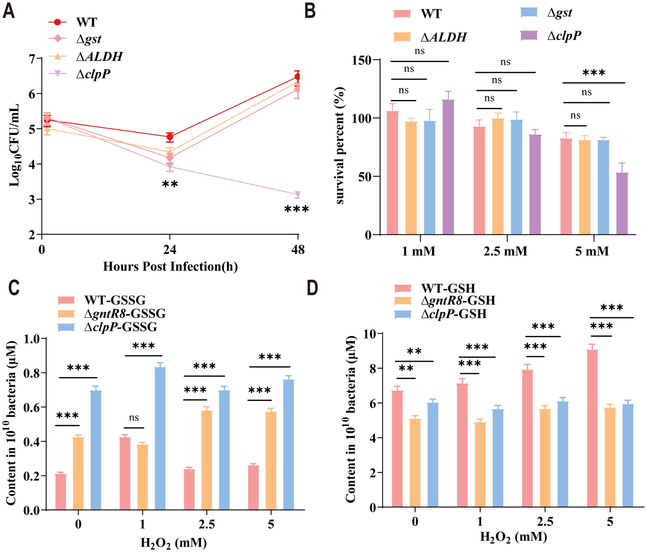 Graphs showing bacterial survival and content analysis: (A) A line graph displaying bacterial CFU per milliliter over 48 hours post-infection, comparing WT, Δgst, ΔALDH, and ΔclpP strains. (B) A bar graph illustrating survival percentages at varying concentrations of a substance, comparing WT, Δgst, ΔALDH, and ΔclpP strains. (C) and (D) Bar graphs showing the content of GSSG and GSH in 10^10 bacteria with different H2O2 concentrations, comparing WT-GSSG, ΔgntR8-GSSG, and ΔclpP-GSSG, and WT-GSH, ΔgntR8-GSH, and ΔclpP-GSH, respectively. Significance is indicated by asterisks.