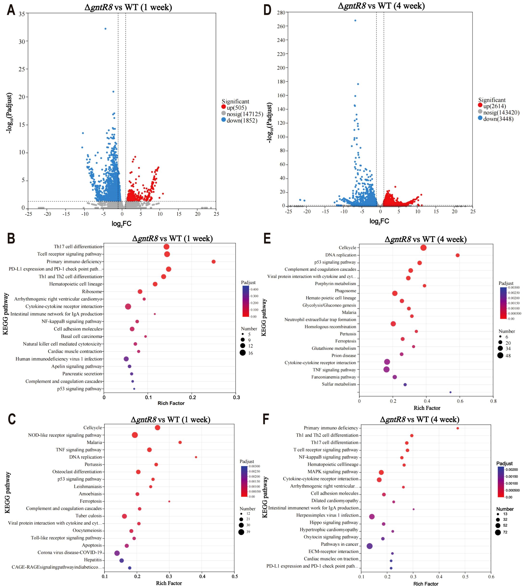 The image shows six panels of data visualizations comparing ΔgntR8 to WT at one and four weeks. Panels A and D are volcano plots depicting log2 fold change versus -log10 adjusted p-values, with significant genes marked in red. Panels B and E are KEGG pathway dot plots, indicating enriched pathways by rich factor and p-adjust values, differentiated by color and circle size. Panels C and F are additional KEGG pathway plots, showing a range of pathways with varying significance and pathway impact. Each plot highlights pathways relevant to immune response, cell differentiation, and metabolic processes.