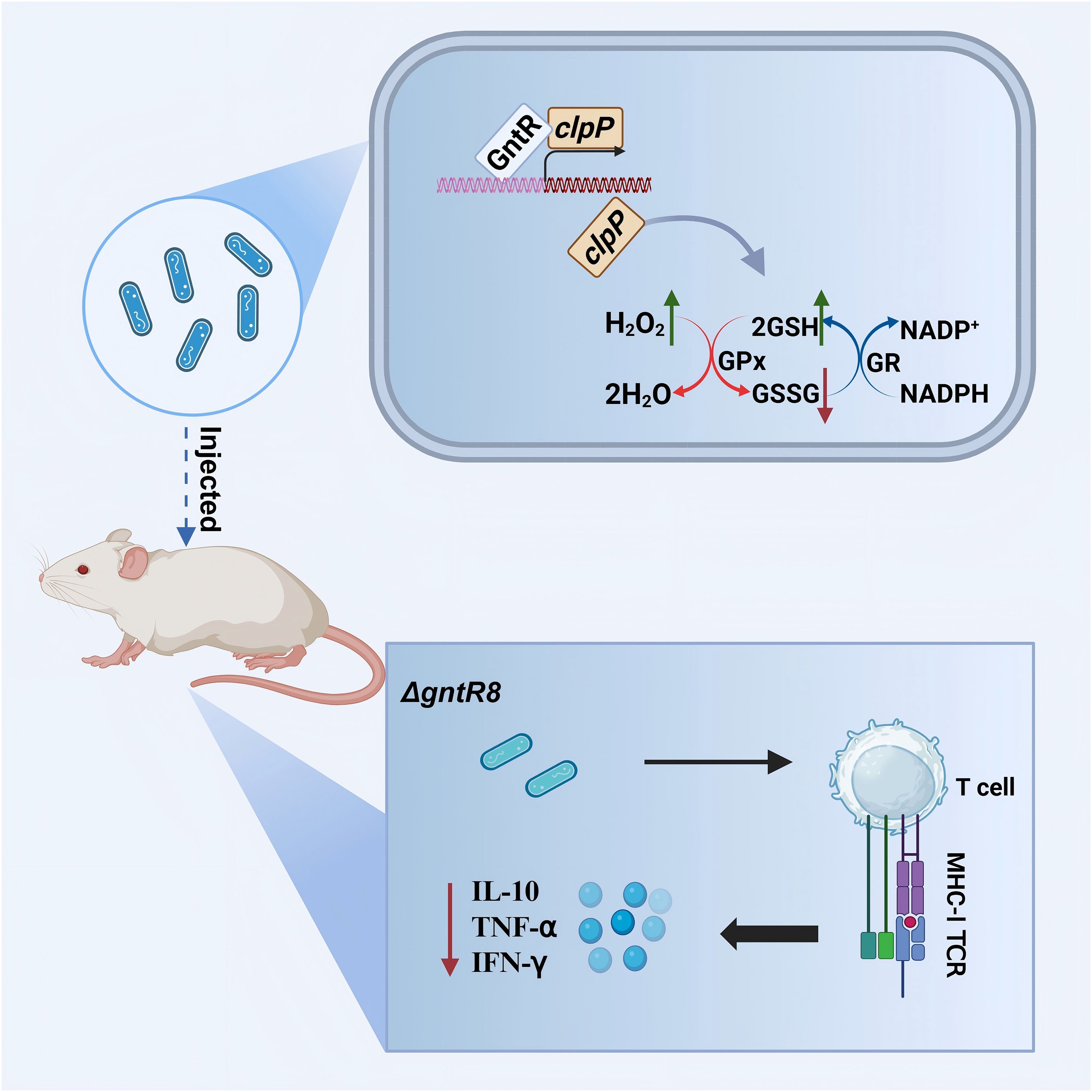 Illustration depicting a laboratory mouse injected with a substance containing bacteria. A molecular diagram details the ClpP pathway involving GntR and various biochemical reactions, including the conversion of hydrogen peroxide to water. A separate section indicates decreased levels of IL-10, TNF-alpha, and IFN-gamma, with interactions involving T cells and MHC-I TCR.