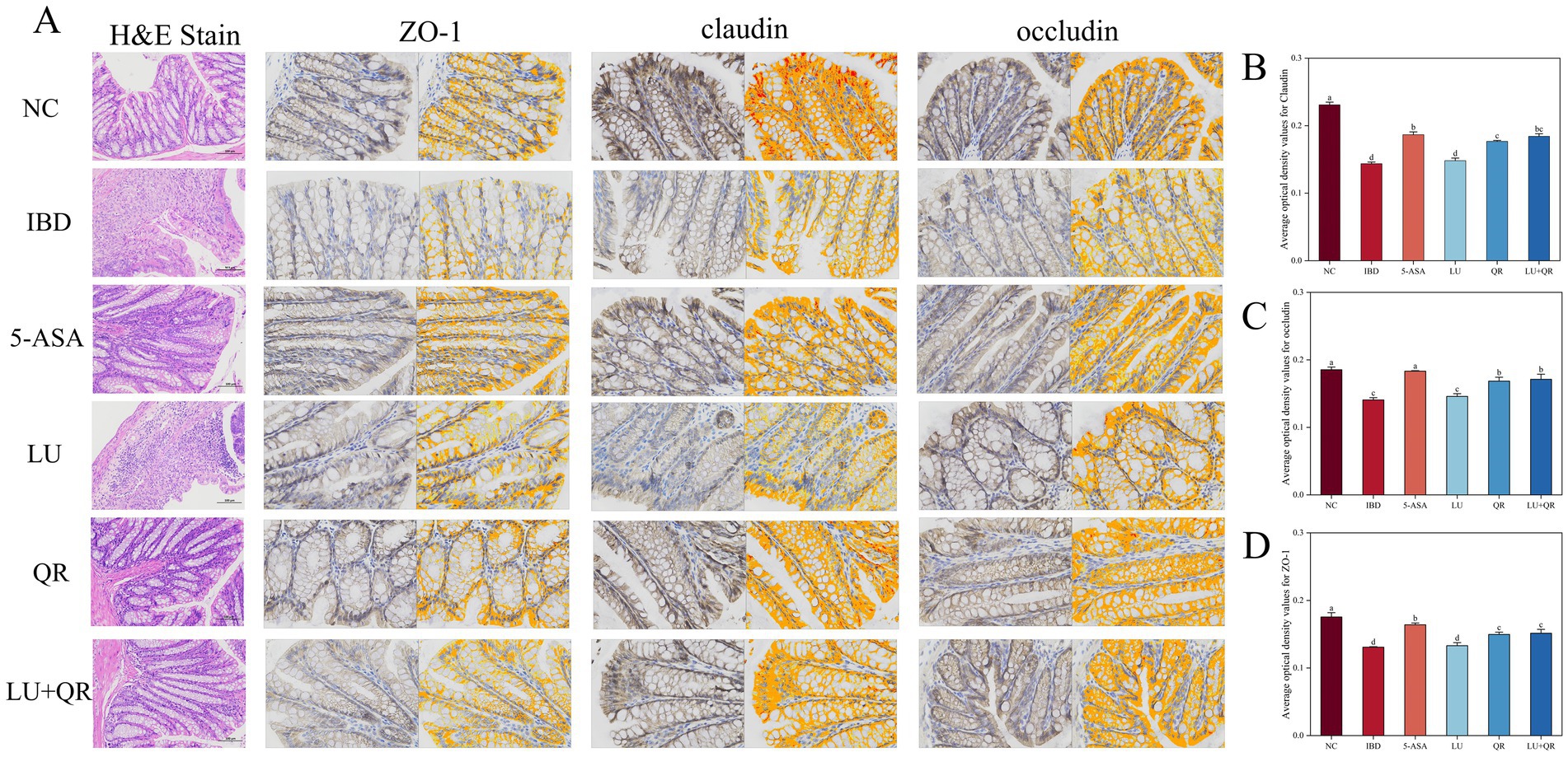 Histological sections showing intestinal tissue stained by H&E, ZO-1, claudin, and occludin from six groups: NC, IBD, 5-ASA, LU, QR, and LU+QR. Adjacent bar graphs depict average optical density values for claudin, occludin, and ZO-1 with significant differences labeled by letters.