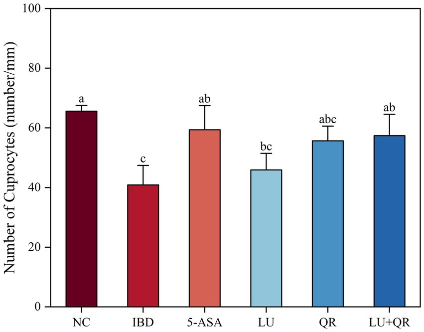 Bar chart showing the number of cuprocytes per millimeter for different treatments: NC, IBD, 5-ASA, LU, QR, and LU+QR. NC has the highest count, and IBD the lowest. Error bars indicate variability, with different letters (a, b, c) denoting statistical significance differences among groups.