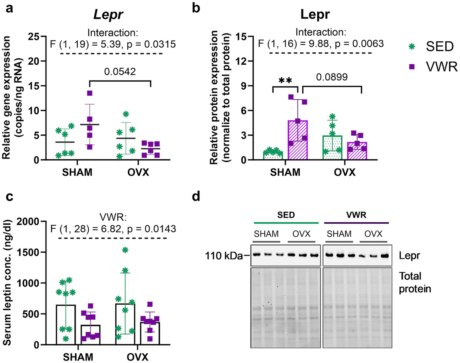 Graphs and a blot illustrate the effects on Lepr expression and serum leptin concentration. Graphs a and b display relative gene and protein expression in SHAM and OVX groups, showing interactions with significant p-values. Graph c depicts serum leptin concentration differences, also noting significant variation. Image d shows protein blotting for Lepr and total protein across conditions. SED and VWR group symbols are green and purple, respectively.