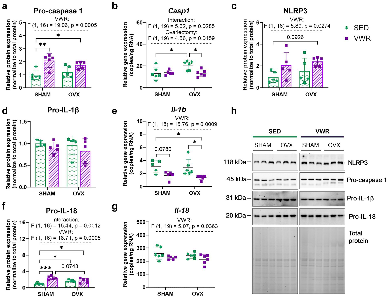 Bar graphs and a Western blot showing relative expression levels of the NLRP3 inflammasome componets across SHAM and OVX groups under SED and VWR conditions. Panels a, c, d, f shows hypothalamic proteins levels of pro-caspase 1, NLRP3, pro-IL-1β, pro-IL-18. Panels b, e, g shows Casp1, Il-1b, and Il-18 genes expression levels. Significant differences and p-values are noted. Panel (h) displays Western blot bands for NLRP3 inflammasome componets, and total protein under different conditions. SED and VWR group symbols are green and purple, respectively.
