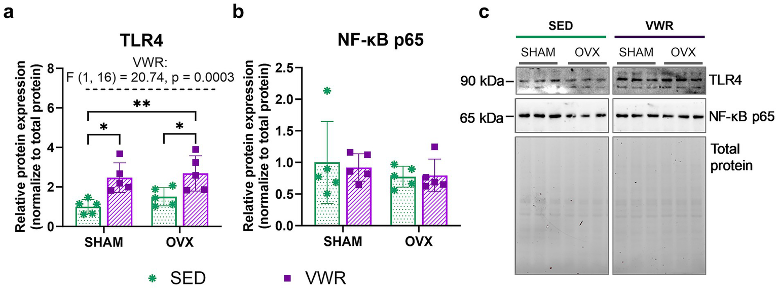 Bar charts and protein blots showing expression levels of TLR4 and NF-kB p65. Chart (a) depicts relative TLR4 expression, with significant differences indicated by asterisks. Chart (b) shows relative NF-kB p65 expression with no significant differences. The blot (c) displays protein bands for TLR4 and NF-kB p65, labeled by molecular weight, across different conditions: SHAM, OVX, under SED and VWR regimens.