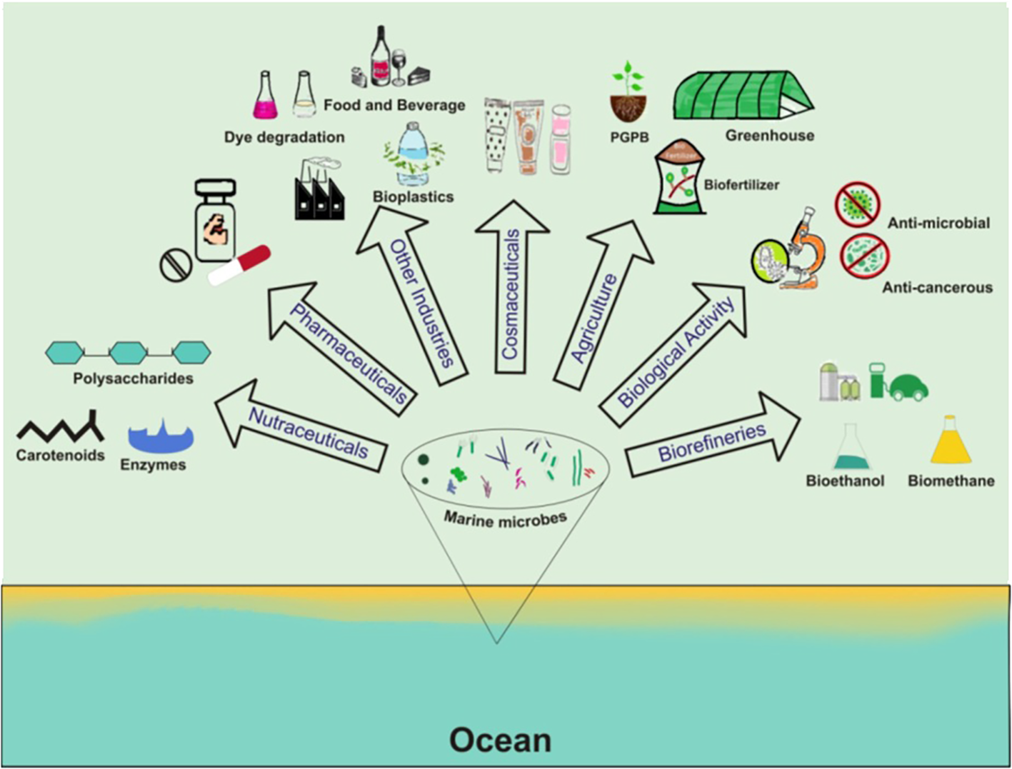 Diagram illustrating applications of marine microbes, including pharmaceuticals, nutraceuticals, cosmeceuticals, agriculture, biorefineries, and other industries. Microbial products include polysaccharides, carotenoids, enzymes, biofertilizers, bioplastics, and biomethane. The ocean is the source of these microbes.