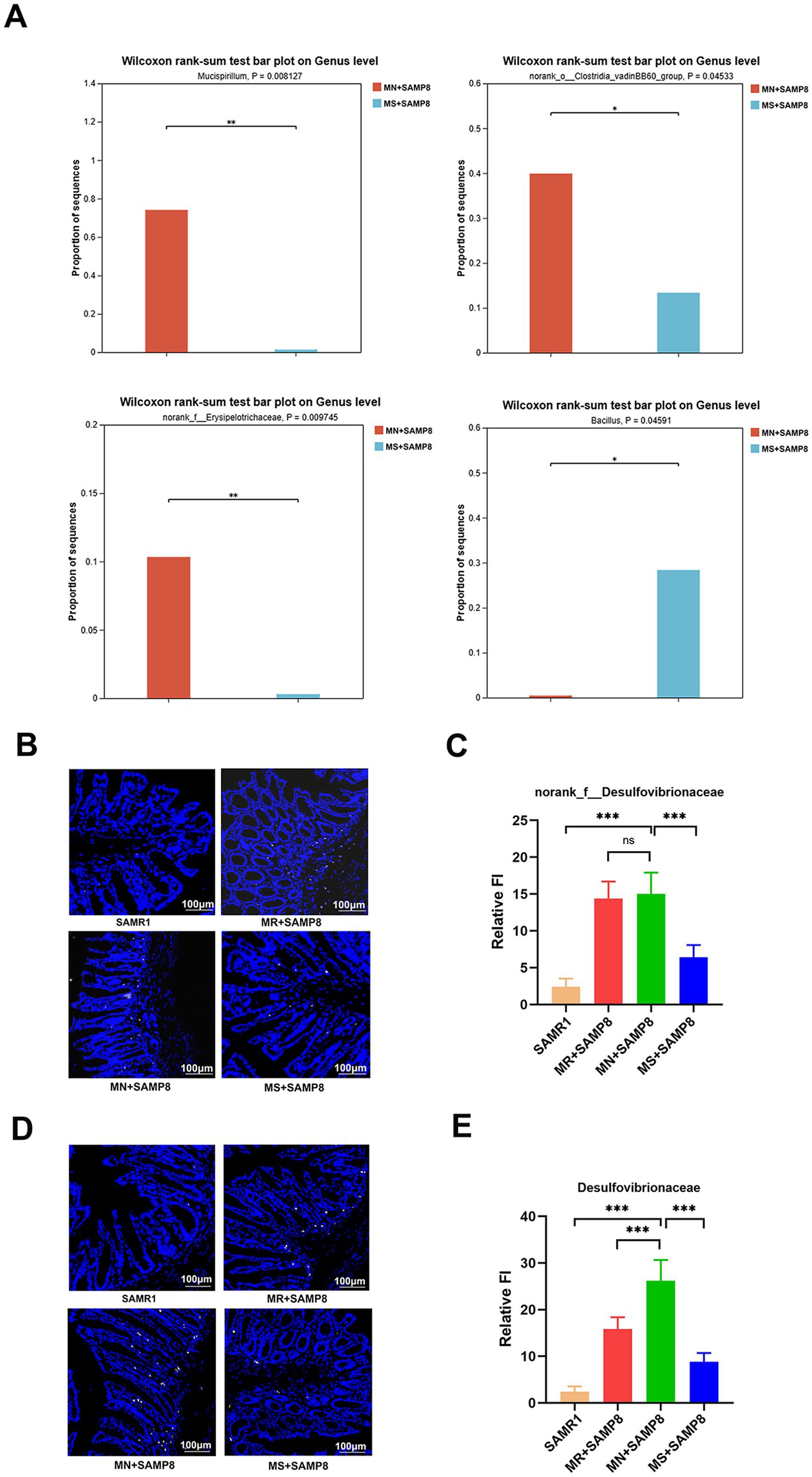 Panel A shows four bar plots depicting Wilcoxon rank-sum test results on genus level, illustrating the proportion of sequences for different bacterial genera with significant differences marked. Panel B and D display fluorescent microscopy images of tissue samples with varying patterns. Panel C and E present bar graphs showing relative fluorescent intensity for norank_f__Desulfovibrionaceae and Desulfovibrionaceae among different sample groups, with significance levels indicated. Each image in panels B and D includes a scale bar of 100 micrometers.