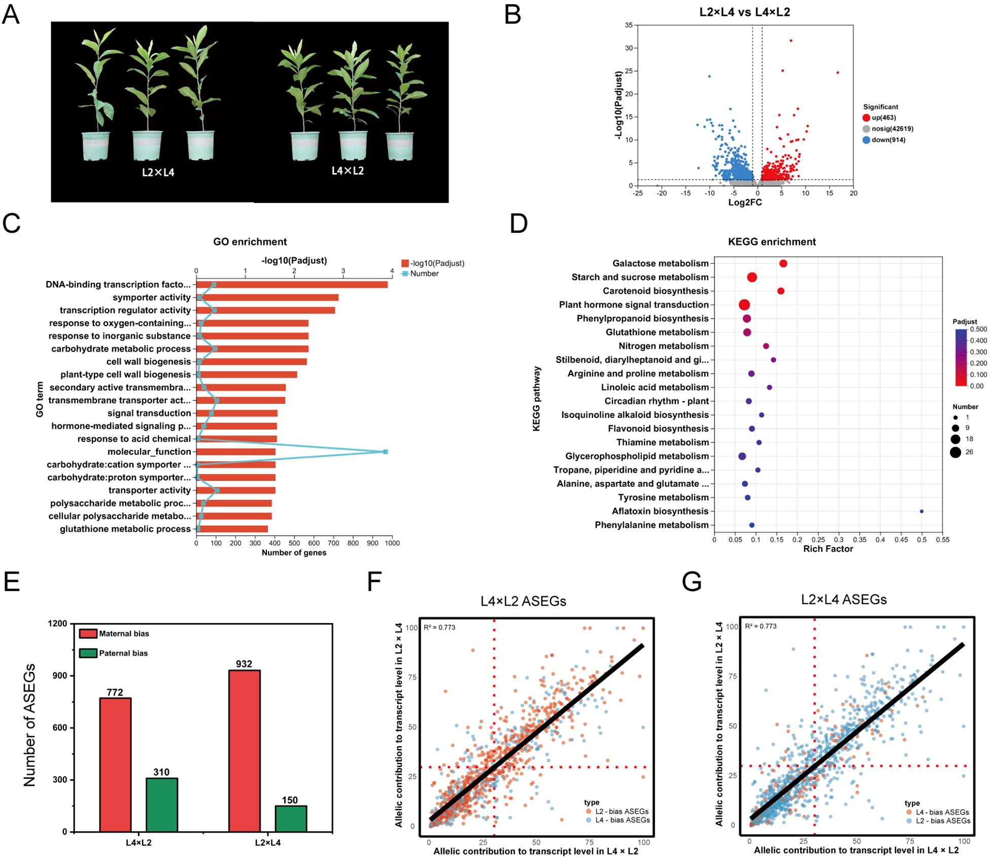 A panel of images displays various scientific analyses. A: Two groups of plants labeled L2×L4 and L4×L2 in identical pots. B: Scatter plot illustrating gene expression changes, with red and blue dots indicating significant upregulated and downregulated genes, respectively. C: Bar graph showing Gene Ontology enrichment analysis with categories like transcription factor activity and metabolic processes. D: KEGG pathway enrichment dot plot highlighting significant metabolic pathways. E: Bar graph showing the number of allele-specific expressed genes (ASEGs) with maternal and paternal bias. F and G: Scatter plots for allelic contributions to transcript levels in different hybrid combinations, indicating correlation analysis.