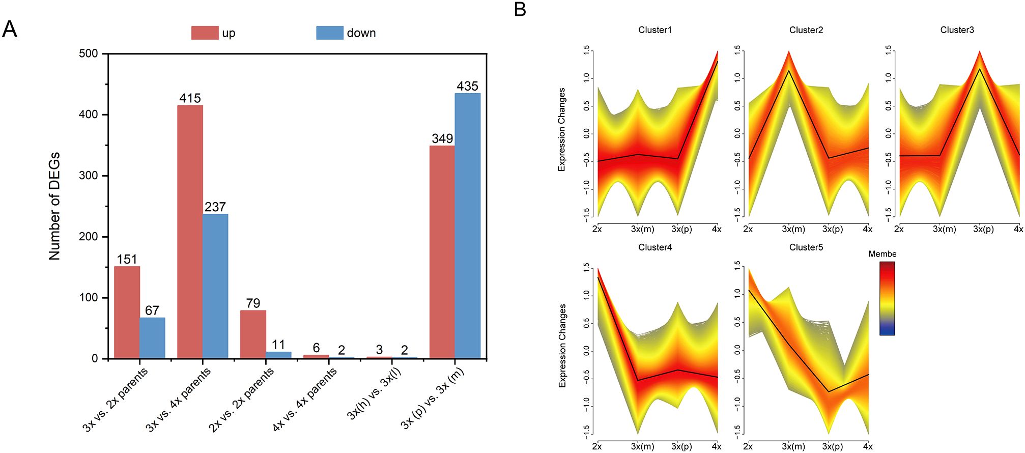 Chart A shows a bar graph comparing the number of differentiallyexpressed genes (DEGs) across key combinations, with red bars for upregulated andblue for downregulated genes. Chart B consists of line graphs displaying expressionchanges across different clusters, with colors indicating intensity of change. Clustergraphs are labeled 1 through 5, showing variations in expression between 2x, 3x(m), 3x(p),and 4x stages.