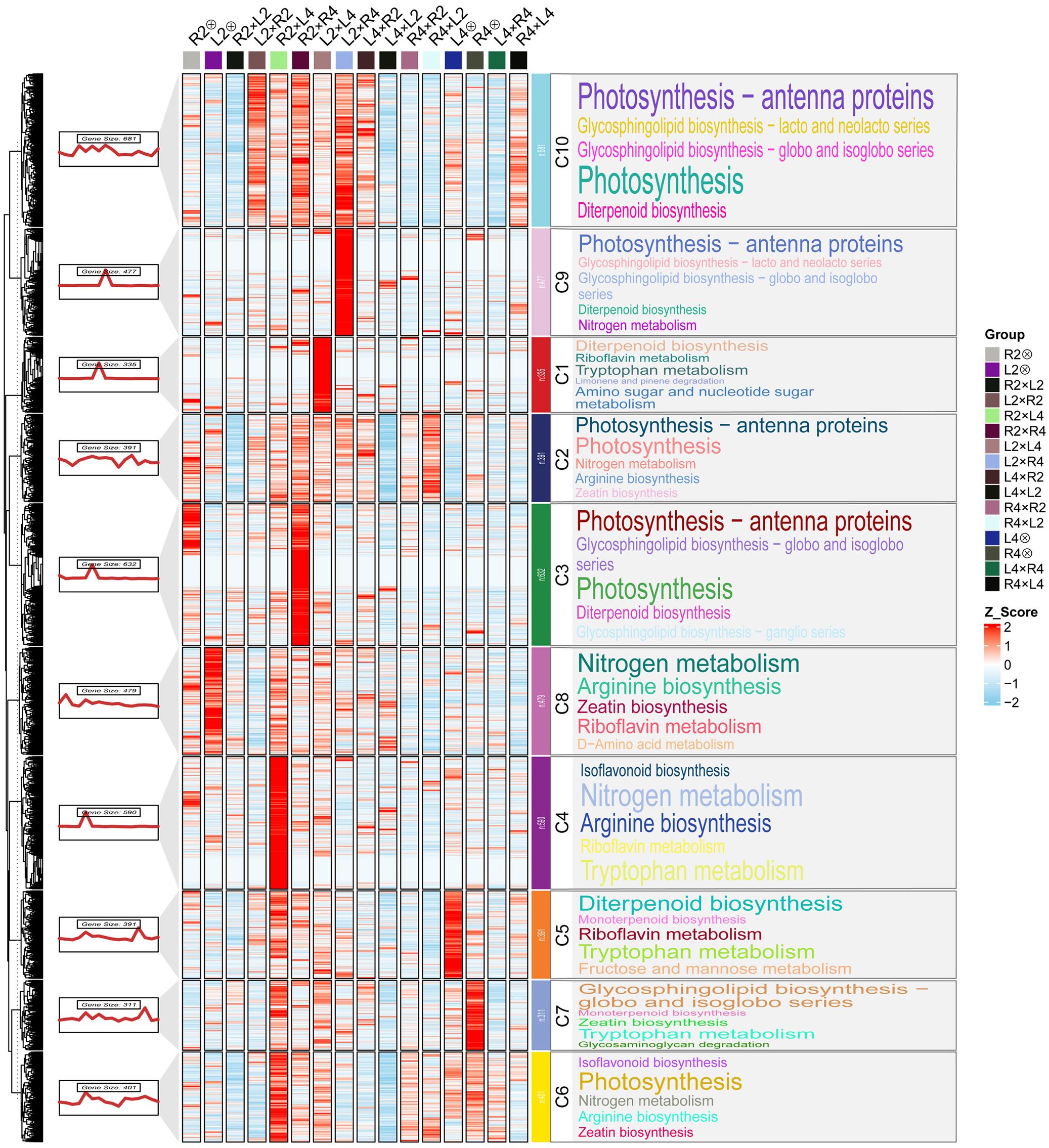 Heatmap illustrating protein expression in various biosynthesisprocesses across different sample groups. Columns represent groups columns represents R2⊗ to R4×L4.Rows are labeled with processes such as photosynthesis, nitrogen metabolism, andditerpenoid biosynthesis. Colors range from red to blue, indicating high to low Z-scores.Each block is outlined, and some rows include sparklines for expression trends. Grouplabels and Z-score legend are on the right.
