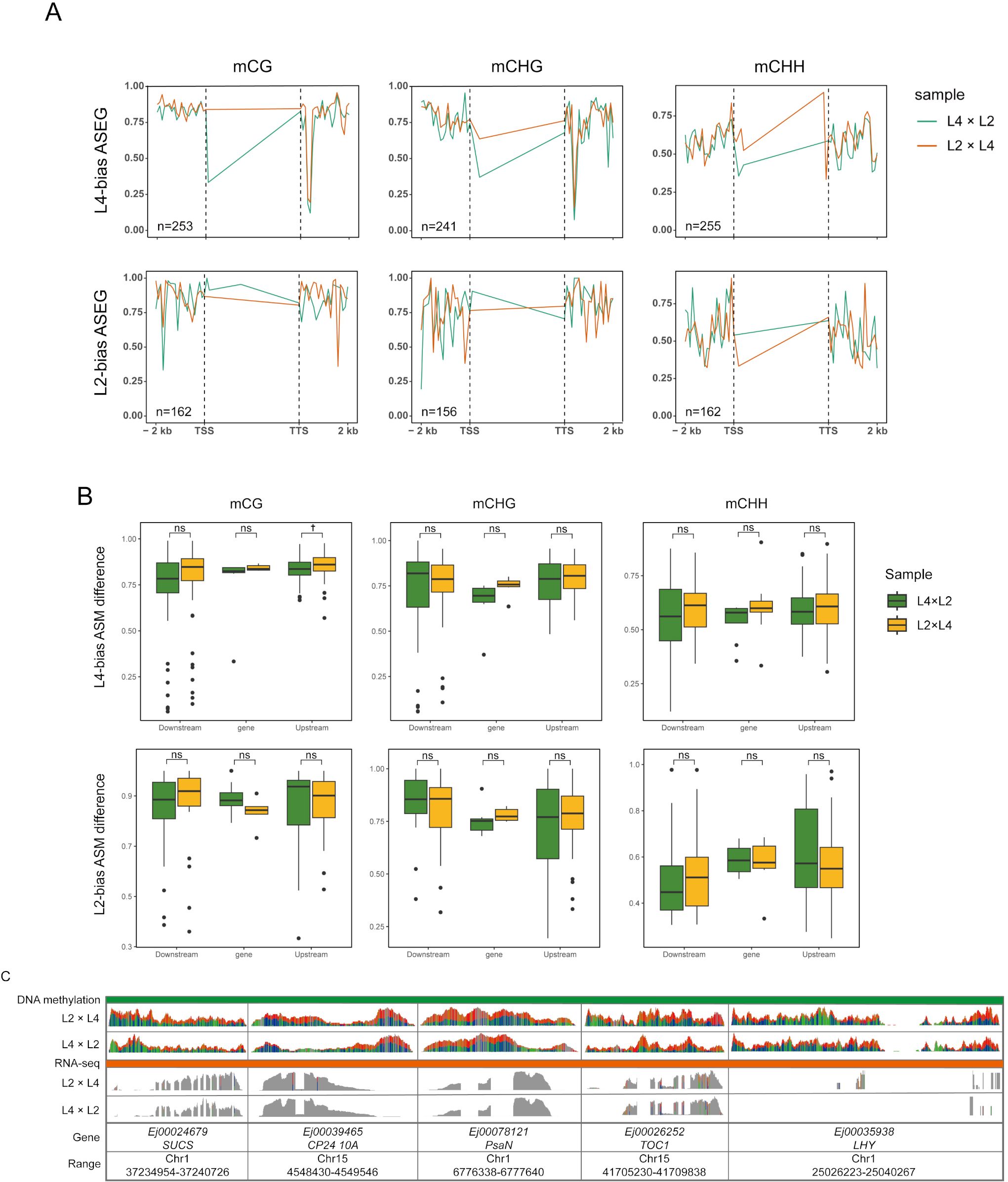 Graphs and plots showing DNA methylation analysis. A: Line graphs display methylation levels (mCG, mCHG, mCHH) across genomic regions in L4-bias and L2-bias ASEG samples. B: Box plots compare ASM differences for the same methylations in L4×L2 and L2×L4 samples. C: DNA methylation and RNA-seq data are visualized as peaks and bars for specified genes and ranges across chromosomes.