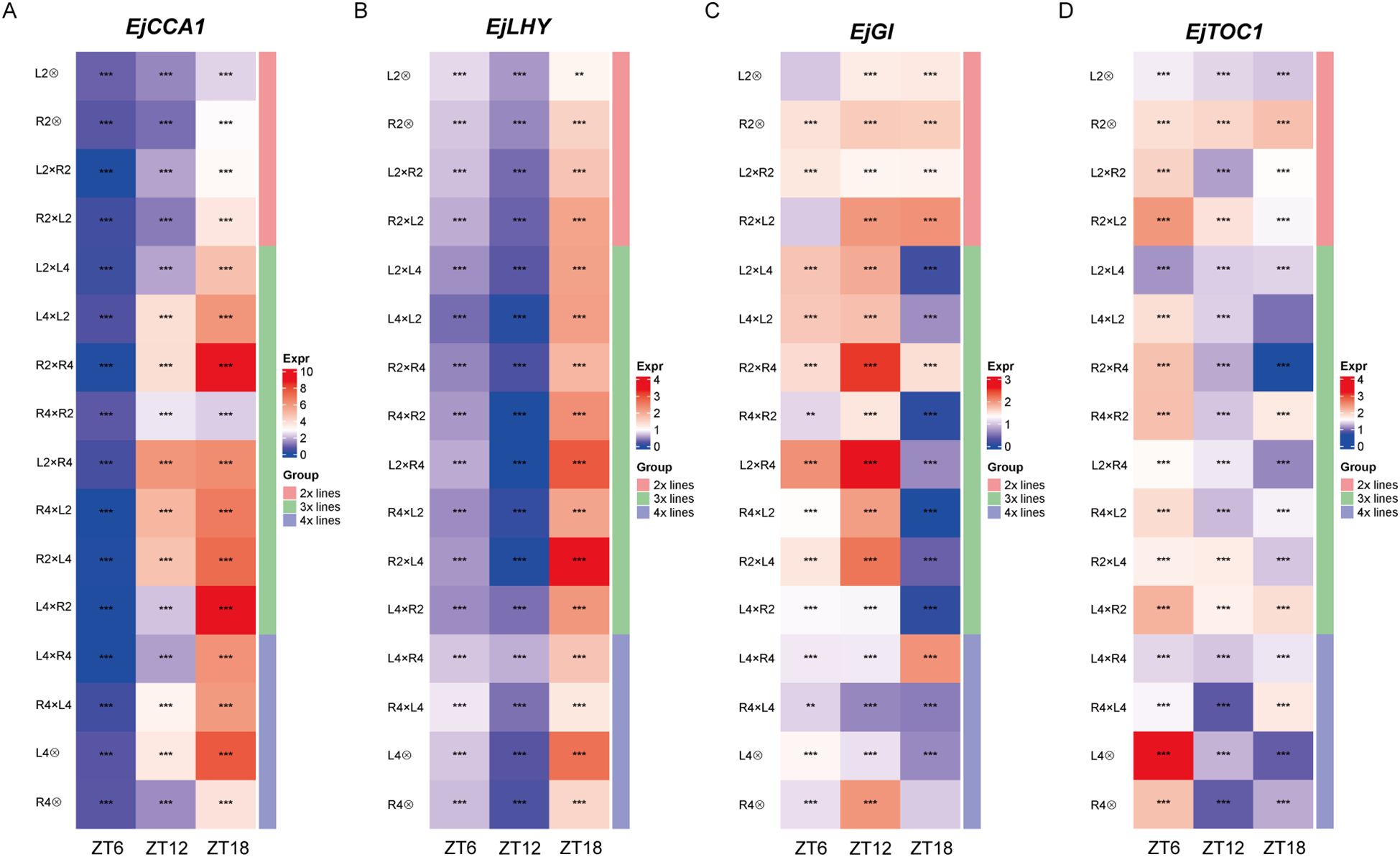 Heatmap showing expression levels of four genes (EjCCA1, EjLHY, EjGI, EjTOC1) across time points ZT6, ZT12, and ZT18. Rows represent different line combinations, colored by expression (Expr) from blue (low) to red (high). Groups are indicated in pink, green, and blue for two, three, and four times lines respectively. Asterisks denote statistical significance.
