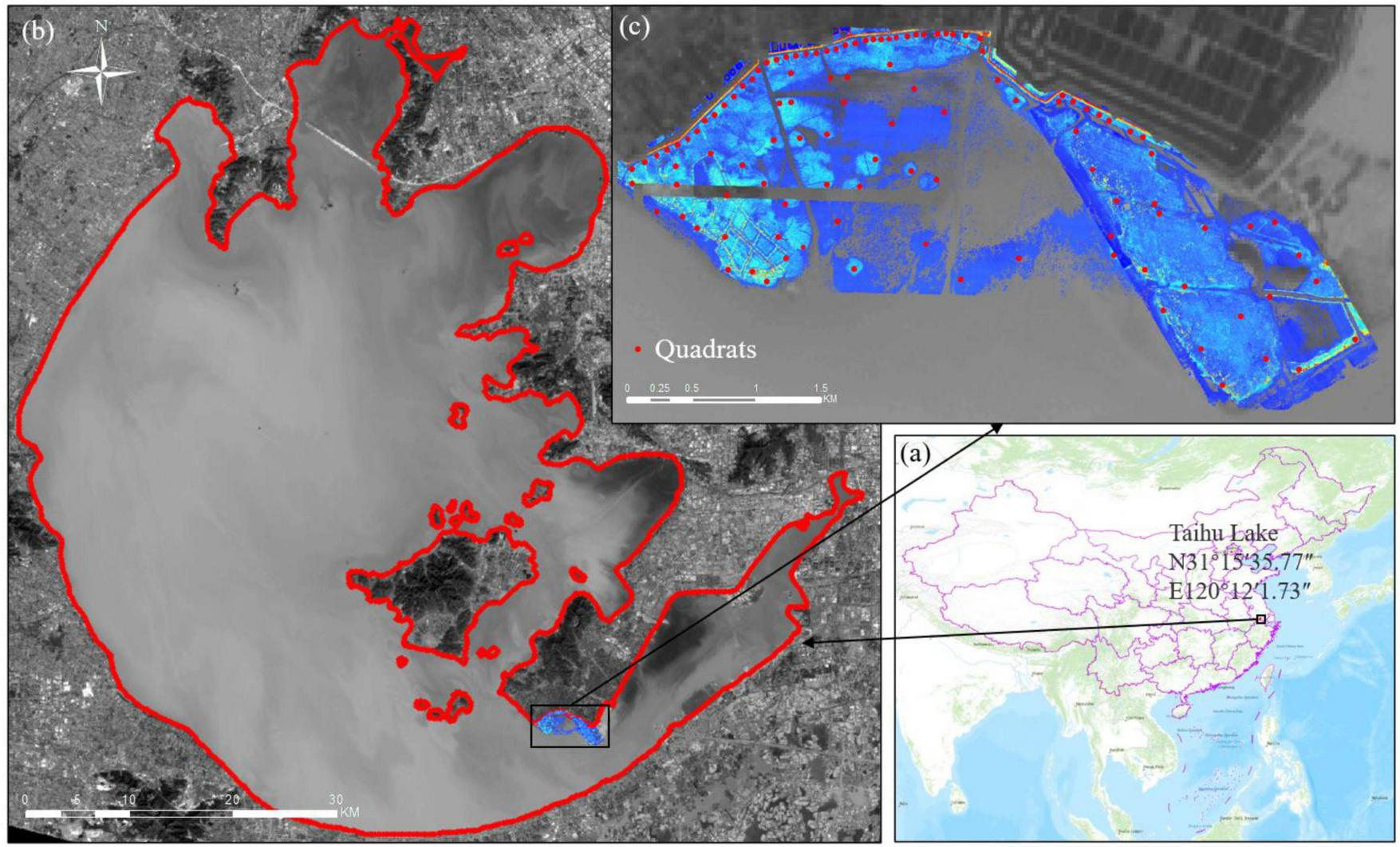 Map showing three sections: (a) Location of Taihu Lake in China with coordinates, highlighted on a map of the country. (b) Satellite image of Taihu Lake outlined in red, displaying its shape and surrounding land. (c) Close-up of a specific area within the lake marked by quadrats, with a color scale indicating some measurement values.