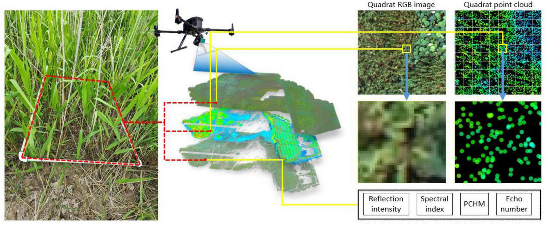 Illustration of a drone capturing data from vegetation. The drone scans a marked quadrat area, producing an RGB image and a point cloud. Enlarged sections show detailed textures and data types: reflection intensity, spectral index, PCHM, and echo number, each represented by distinct colors and patterns.