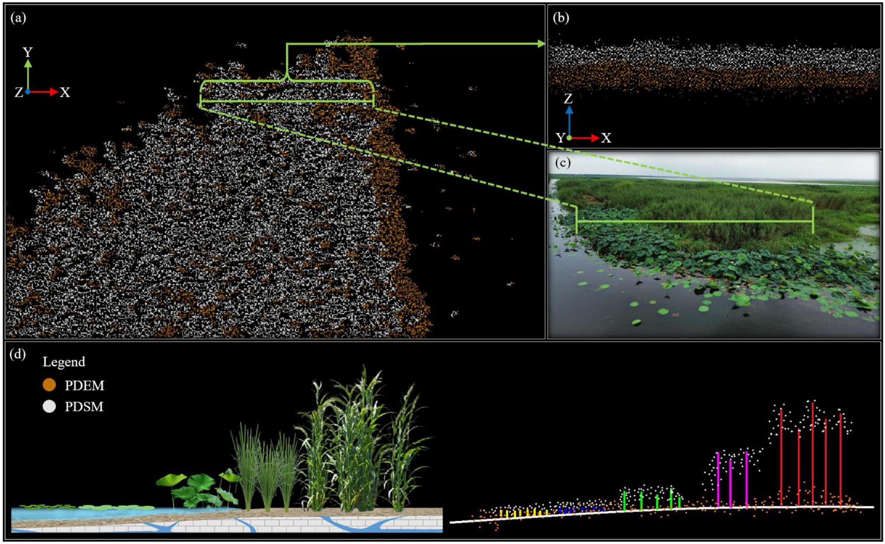 Composite image showing a detailed analysis of a wetland area. Panel (a) displays a 3D point cloud model of vegetation. Panel (b) highlights a horizontal slice of the data. Panel (c) shows an actual photograph of the wetland, with water and dense vegetation. Panel (d) presents an illustrated cross-section of plant species, with a color-coded legend indicating PDEM and PDSM data comparisons. Axes are marked X, Y, and Z.