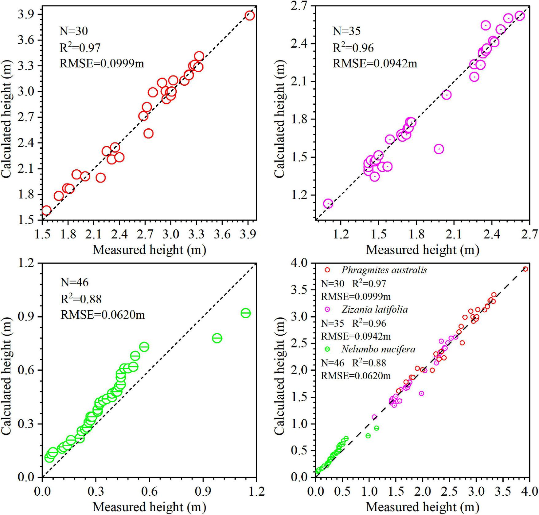 Four scatter plots compare measured and calculated heights for different plant species, with a dashed line representing y = x. Top left: Red circles for Phragmites australis, N=30, R²=0.97, RMSE=0.0999 m. Top right: Pink circles for Zizania latifolia, N=35, R²=0.96, RMSE=0.0942 m. Bottom left: Green circles for Nelumbo nucifera, N=46, R²=0.88, RMSE=0.0620 m. Bottom right: Combined plot of all species, legend included.