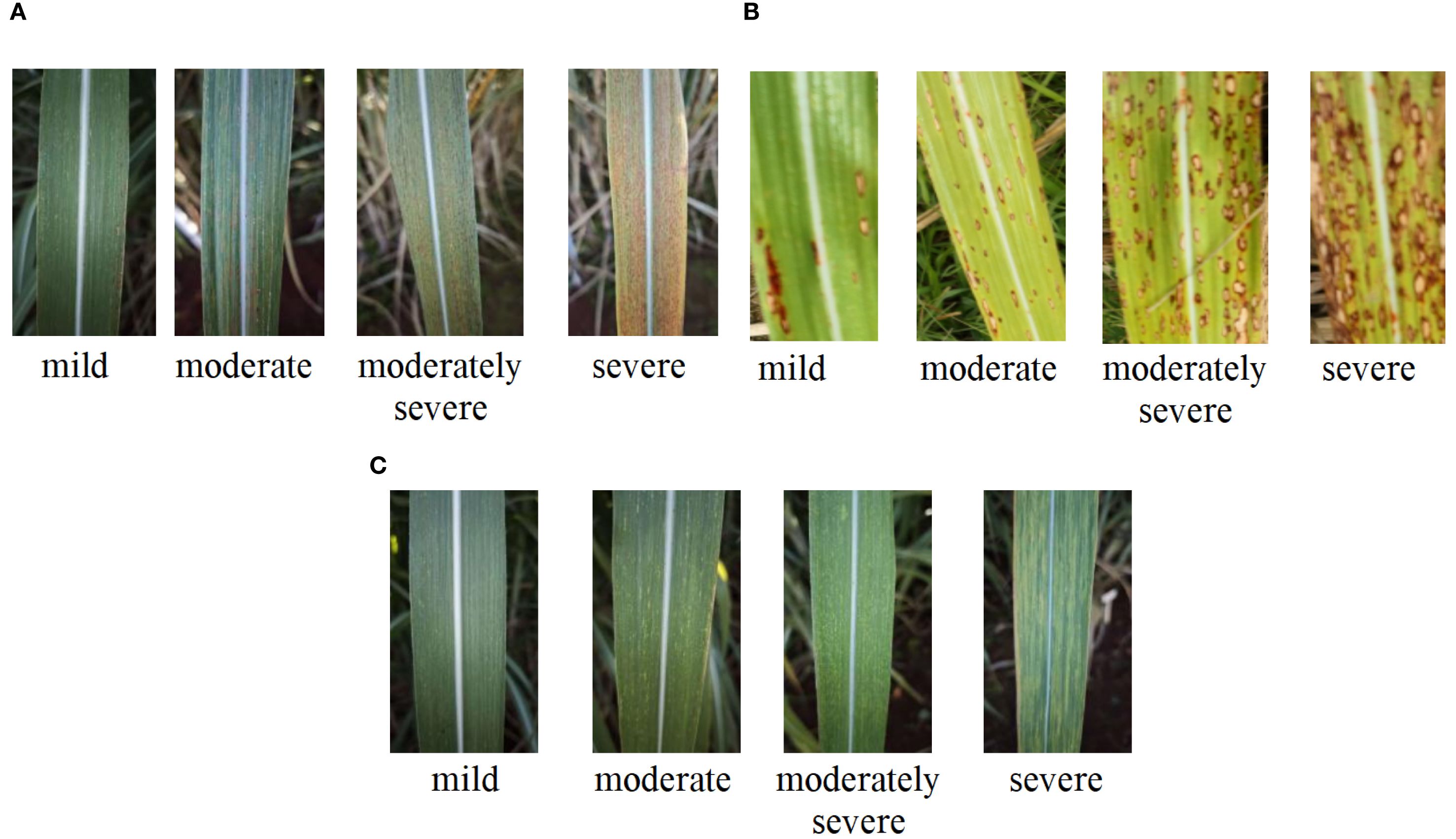 Three panels labeled A, B, and C showing plant leaves with varying disease severity levels. Panel A shows four leaves labeled mild, moderate, moderately severe, and severe. Panel B displays four leaves with visible spots, also labeled mild, moderate, moderately severe, and severe. Panel C shows four leaves with subtle differences, labeled mild, moderate, moderately severe, and severe.