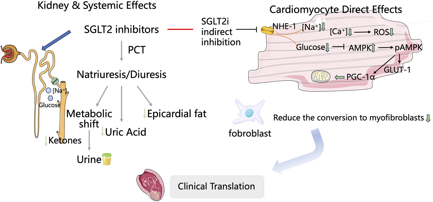 Diagram illustrating the effects of SGLT2 inhibitors. The left side shows kidney effects, including natriuresis, diuresis, and metabolic shifts reducing uric acid and epicardial fat. The right side shows cardiomyocyte effects, such as NHE-1 inhibition, reduced glucose, and AMPK activation. Fibroblast conversion to myofibroblasts is reduced, linked to clinical translation.