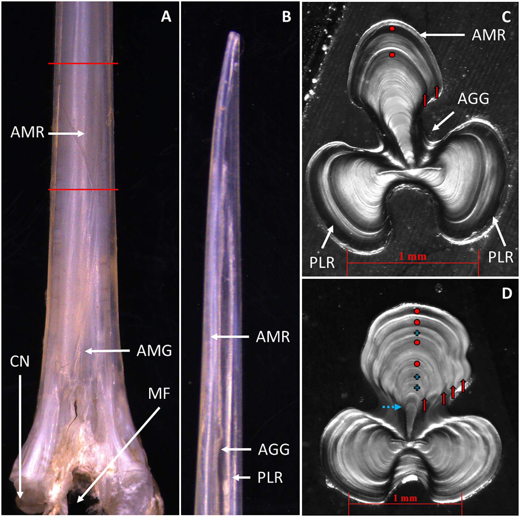Composite image showing four panels (A-D) of a bone structure. Panel A displays a longitudinal section marked with labels including AMR, AMG, AGG, PLR, CN, and MF. Panel B shows a side view with AMR labeling. Panels C and D feature cross-sectional views at the 1-millimeter scale, highlighting AMR, AGG, and PLR regions, with arrows and dots indicating specific points of interest.