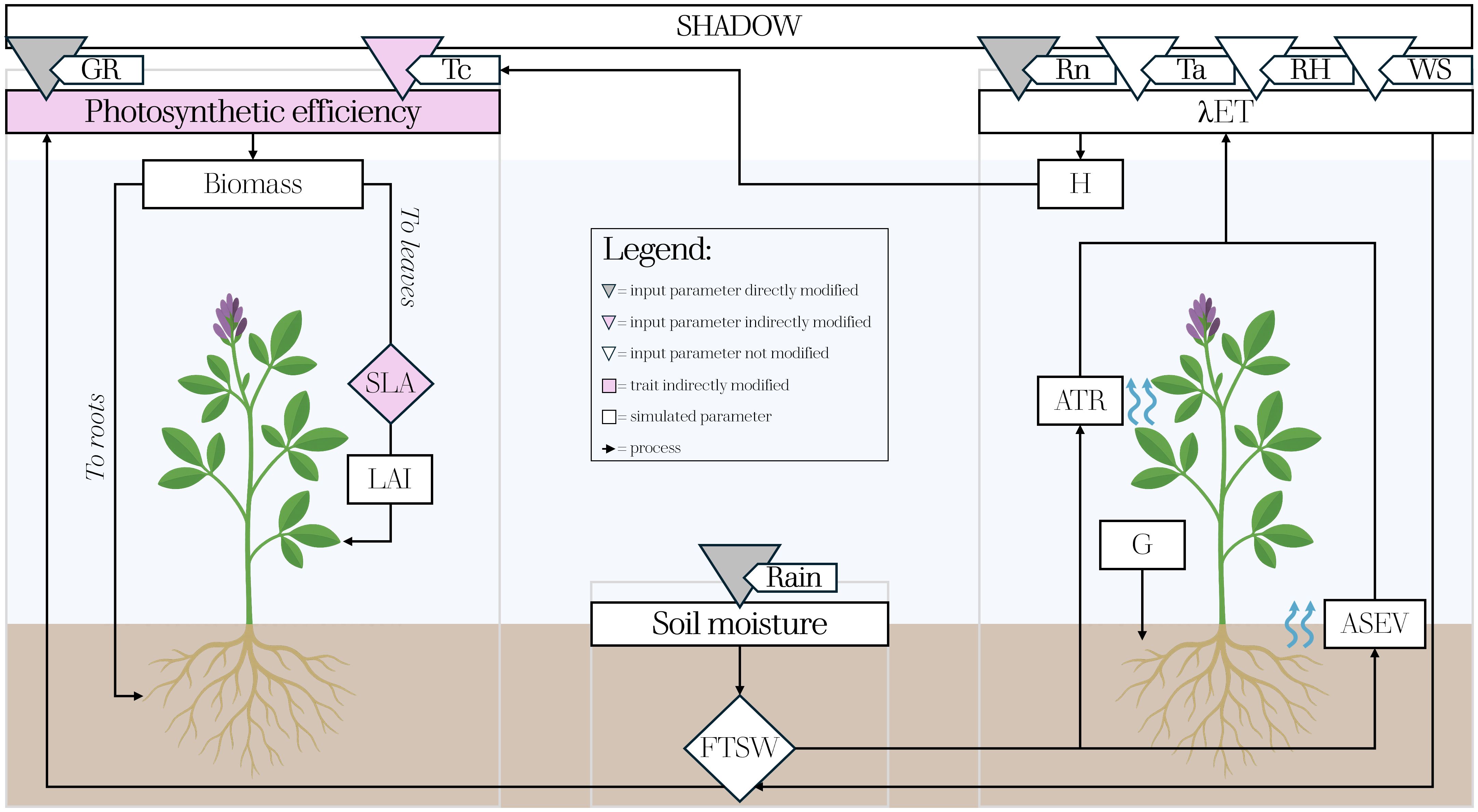 Diagram illustrating a plant growth and photosynthesis model. Shows biomass flow to leaves and roots, affected by photosynthetic efficiency, soil moisture, and environmental factors like shadow, rain, and evapotranspiration. Includes elements such as SLA, LAI, ATR, and ASEV. Legend explains symbols for input modification, parameters, and processes. Two plant illustrations represent different growth phases.