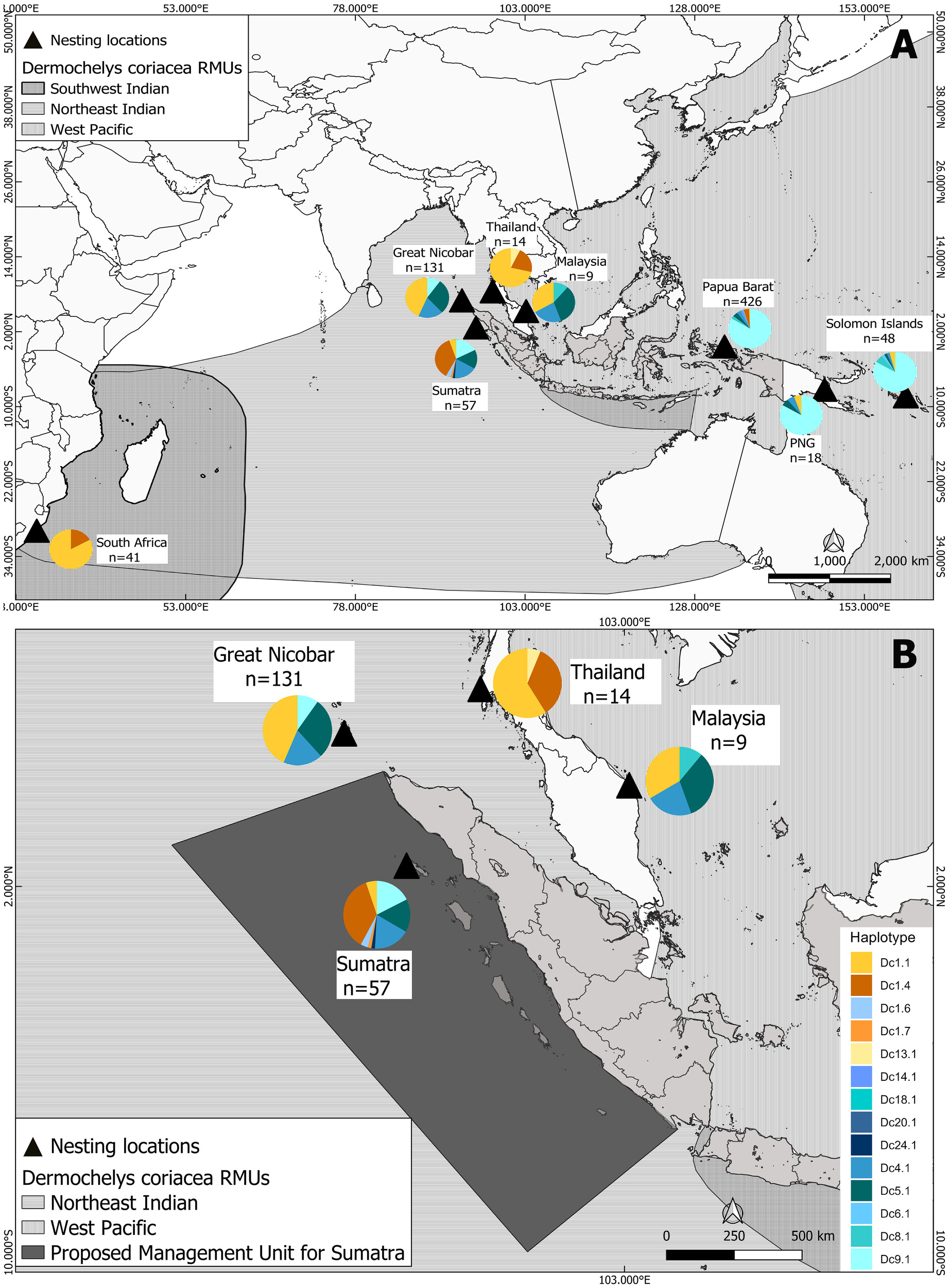 Map showing the nesting locations of Dermochelys coriacea RMUs in the Indian and Pacific Oceans. Locations include Great Nicobar, Thailand, Malaysia, Sumatra, Papua Barat, Solomon Islands, Papua New Guinea, and South Africa. Pie charts at each location indicate haplotype distribution and counts. The map highlights regions of Southwest Indian, Northeast Indian, and West Pacific Oceans, with a proposed management unit for Sumatra marked. Legends explain symbols and color codes for haplotypes.