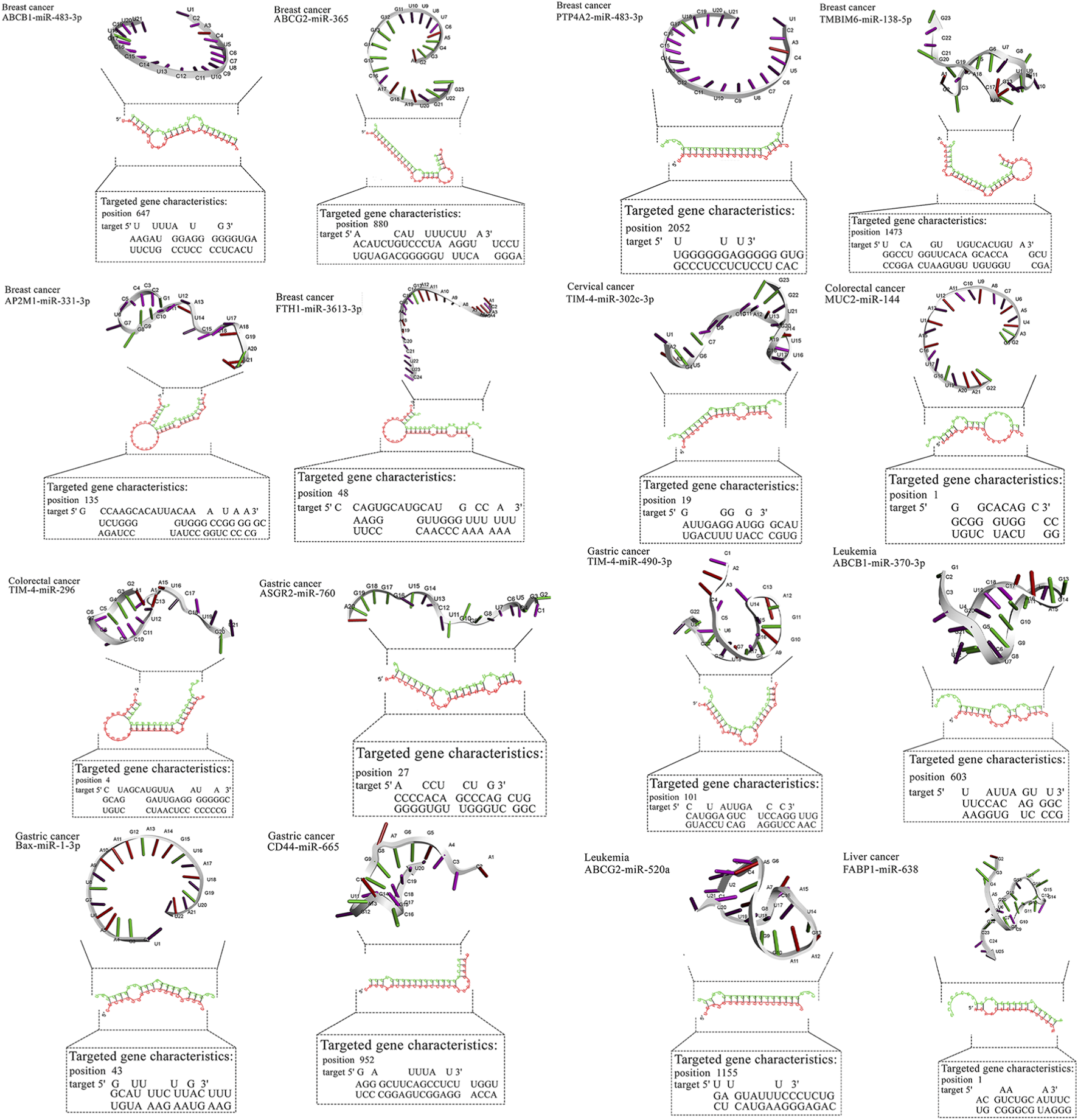 Diagram showing various microRNA hairpin structures and their targeted gene characteristics associated with different cancer types including breast, cervical, colorectal, gastric, leukemia, and liver cancers. Each microRNA structure is labeled with specific genetic sequence data, positions, and targets.
