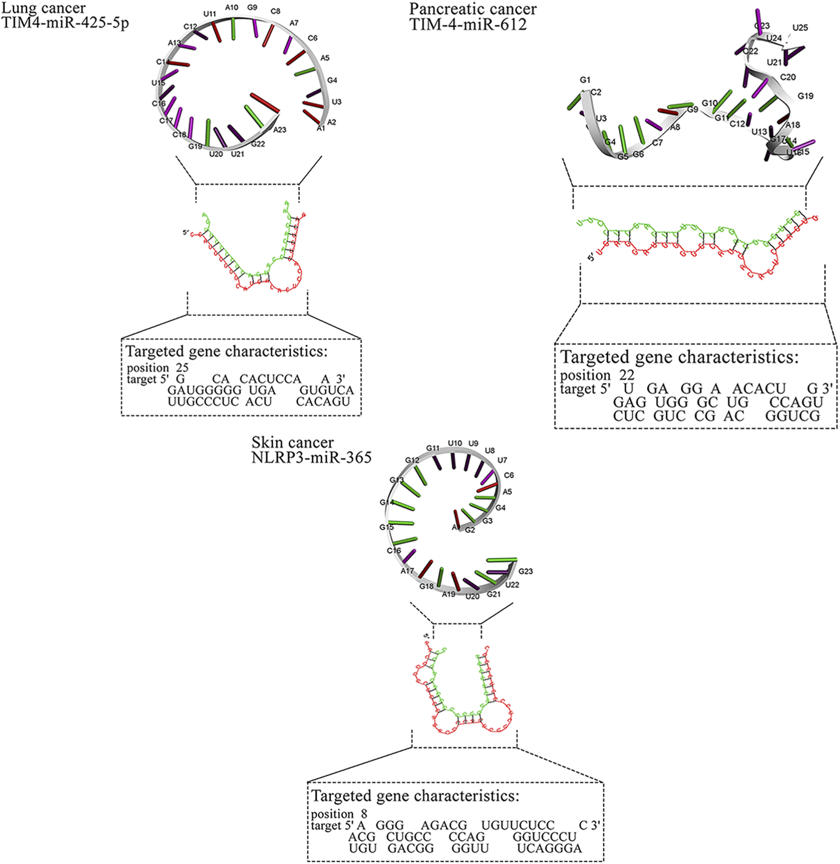 The illustration displays miRNA structures for three cancer types: lung (miR-425-5p), pancreatic (miR-612), and skin (miR-365). Each structure includes a circular representation of miRNA binding and a linear RNA structure in red and green. Targeted gene characteristics, including positions and sequences, are detailed in labeled boxes below each miRNA structure.