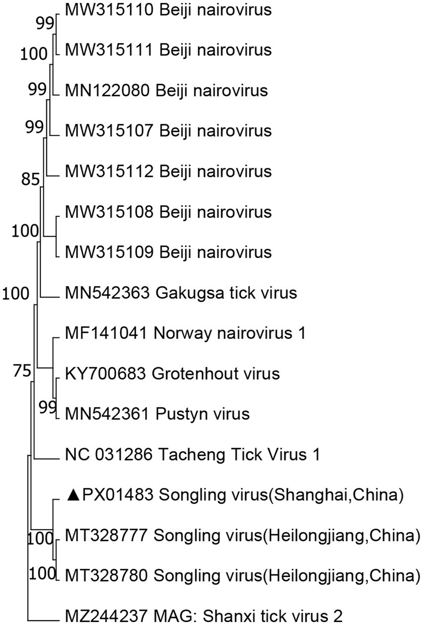 Phylogenetic tree illustrating relationships among various viruses. It includes Beiji nairovirus, Gakugsa tick virus, Norway nairovirus, Grotenhout virus, Pustyn virus, Tacheng Tick virus, Songling virus from Shanghai and Heilongjiang, and Shanxi tick virus. Bootstrap values are shown at the nodes.