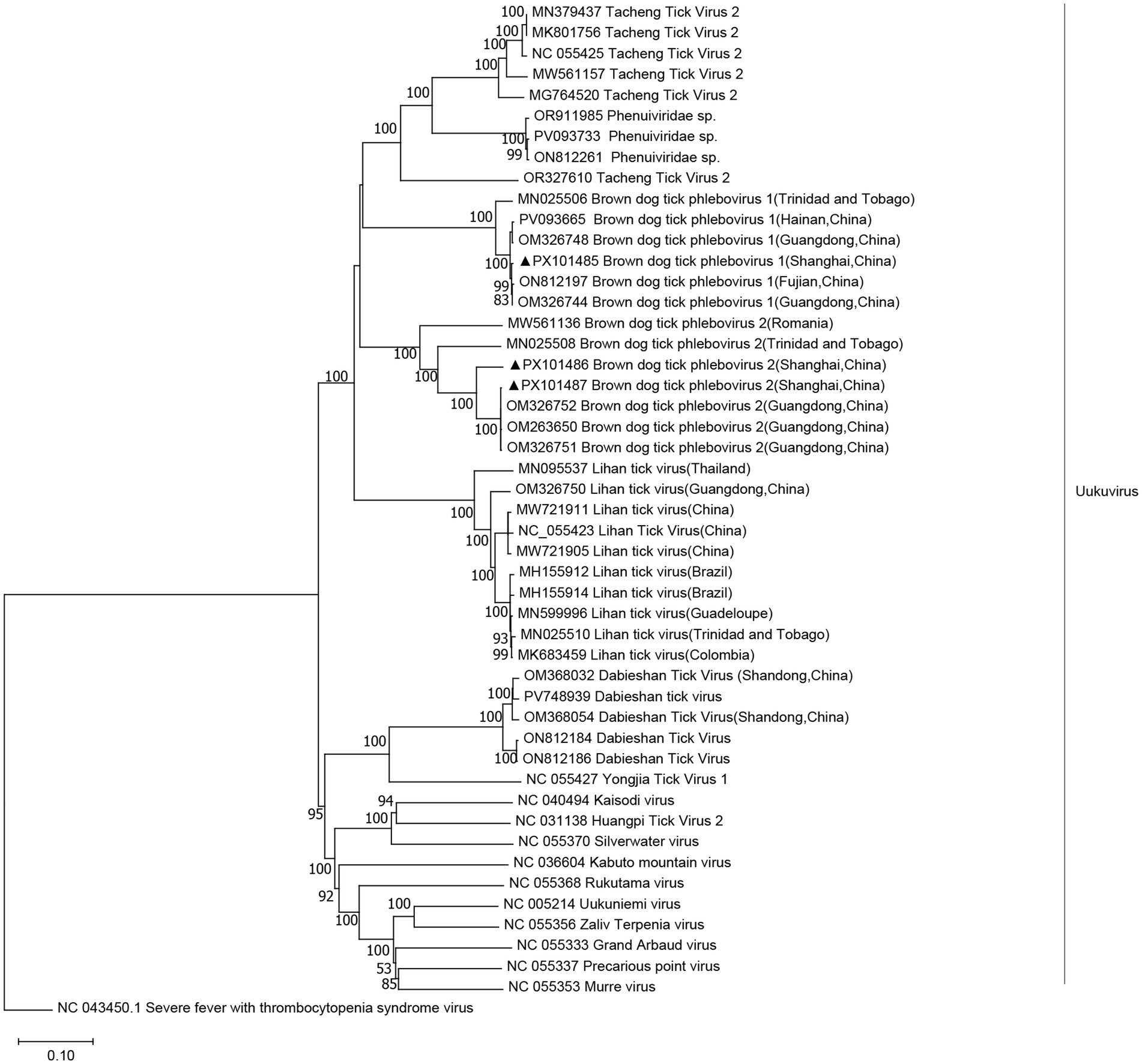 Phylogenetic tree diagram showing relationships among various tick viruses and species, including Tacheng Tick Virus, Phenuiandire sp., Brown Dog Tick Phlebovirus, Lihan Tick Virus, Daibeshan Tick Virus, and others. The tree includes bootstrap values indicating confidence levels for different branches. Uukuvirus is labeled on the right, with the tree rooted by the Severe fever with thrombocytopenia syndrome virus. Labels include locations such as China, Trinidad and Tobago, Romania, and Brazil. The tree scale is set at 0.10.