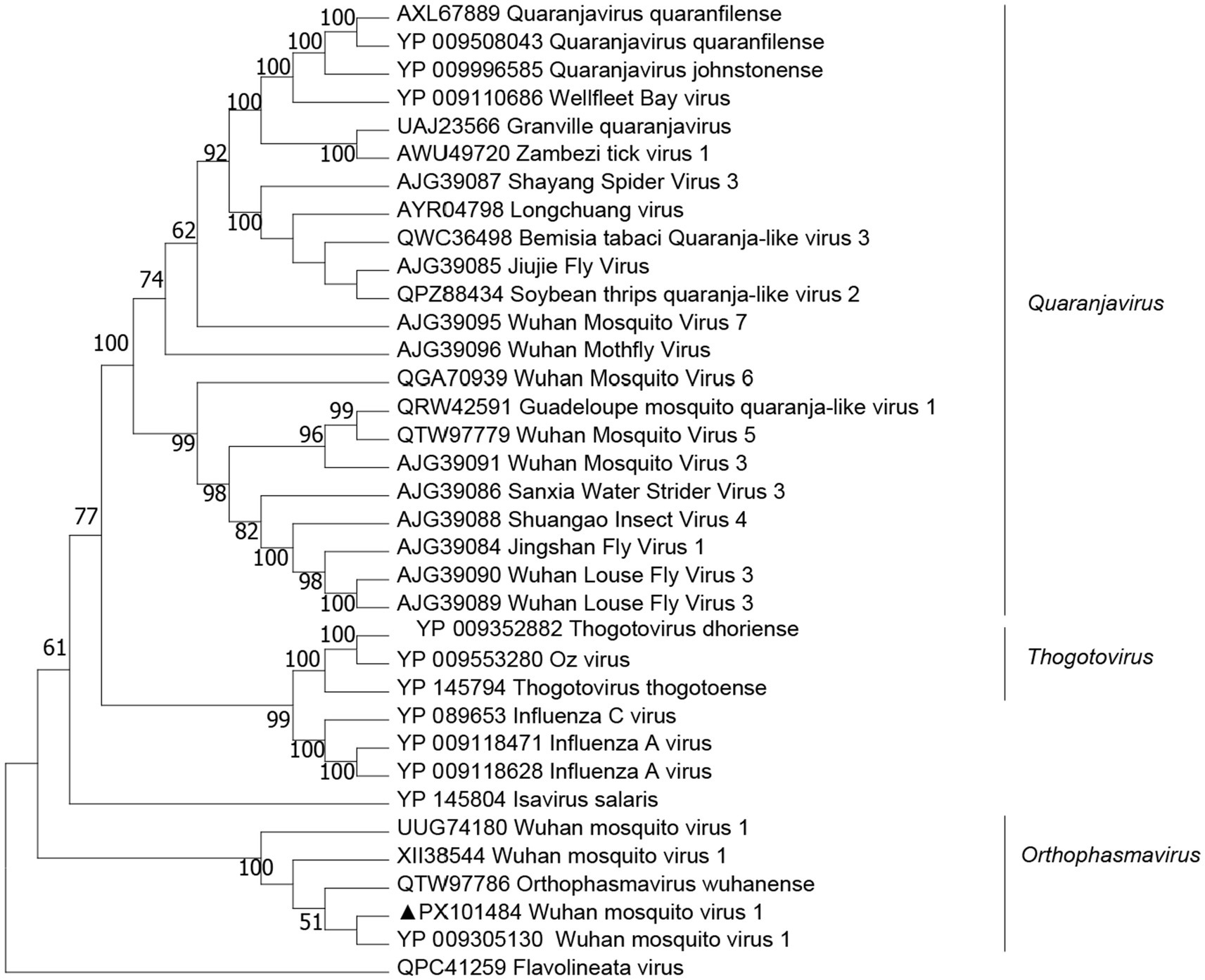 Phylogenetic tree showing virus relationships. Quaranjavirus, Thogotovirus, and Orthophasmavirus are highlighted, with various virus strains branching under each category. Bootstrap values indicate branch support.